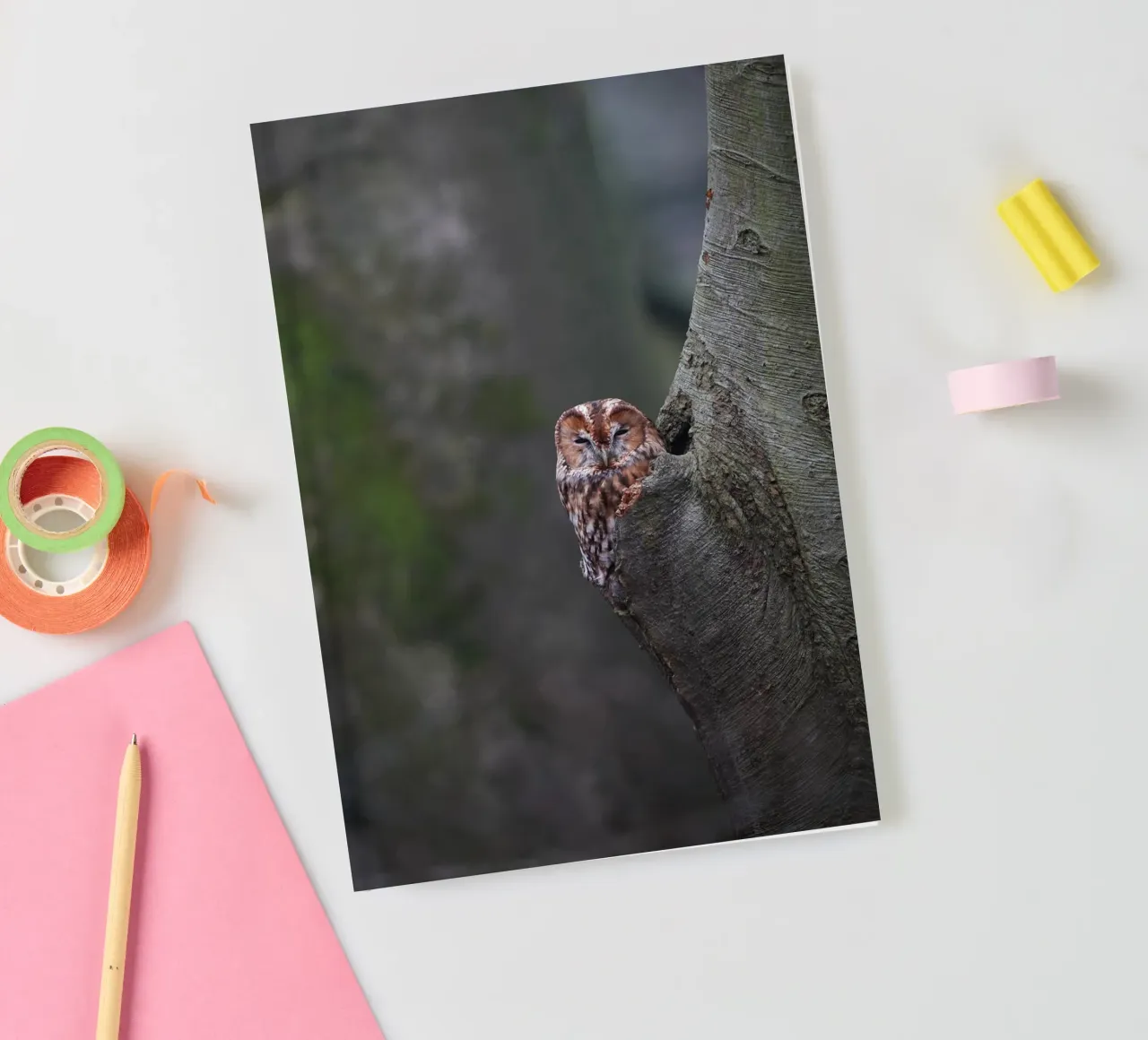 Allocco diario da Tom's Wildlife