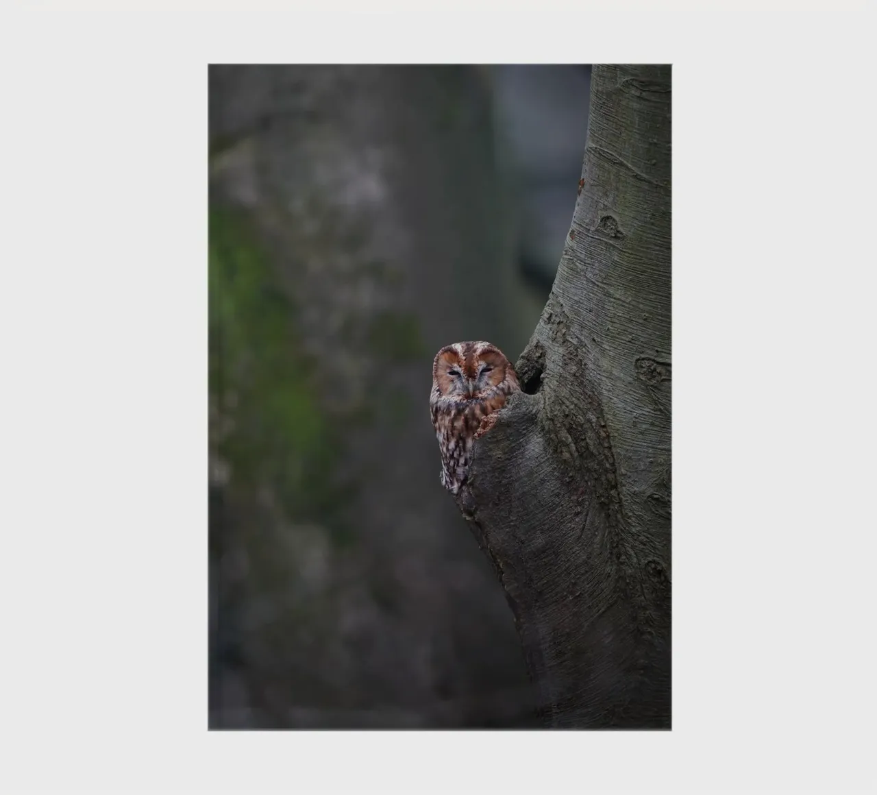 Allocco diario da Tom's Wildlife