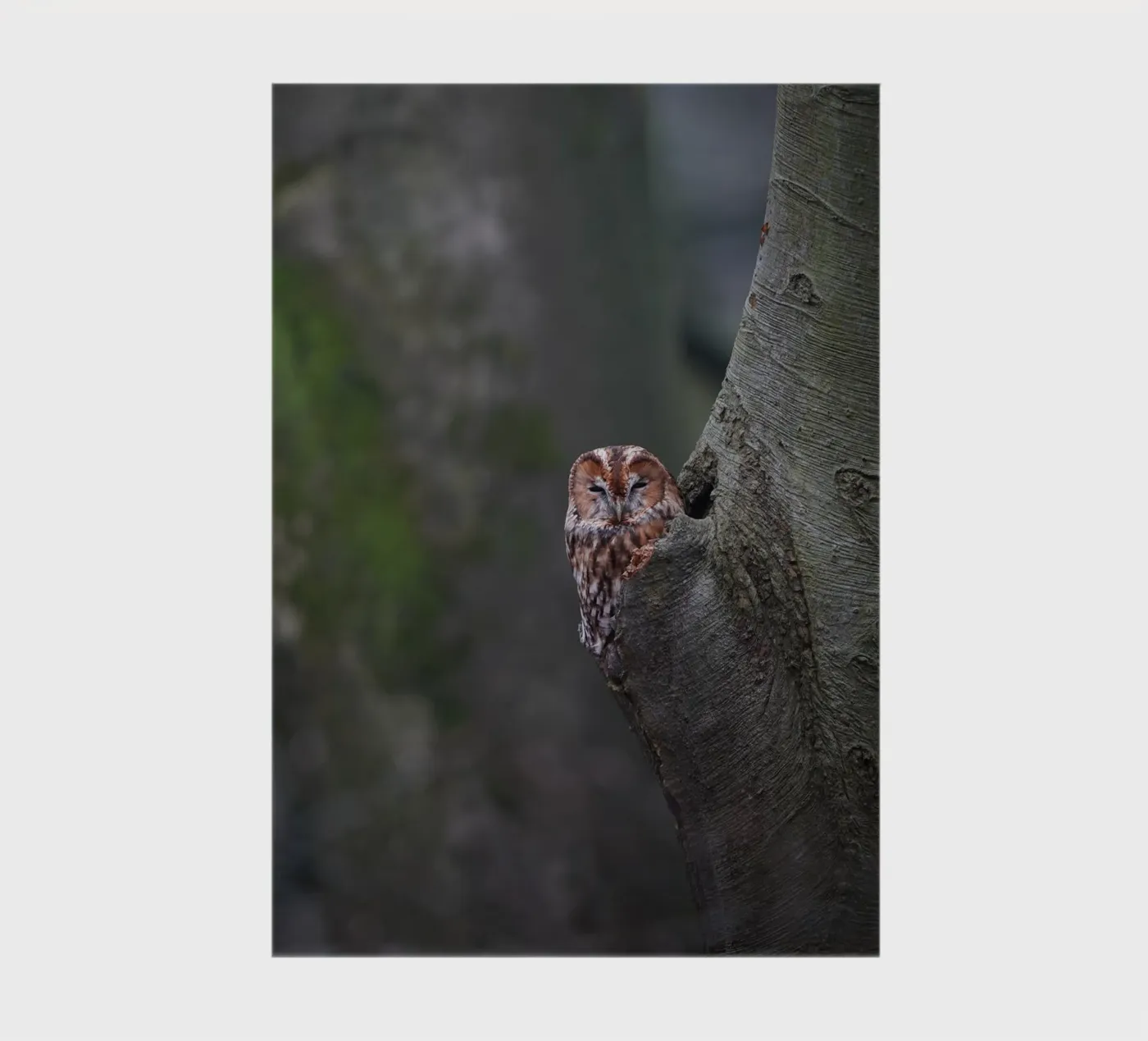 Tawny Owl Notizbuch von Tom's Wildlife