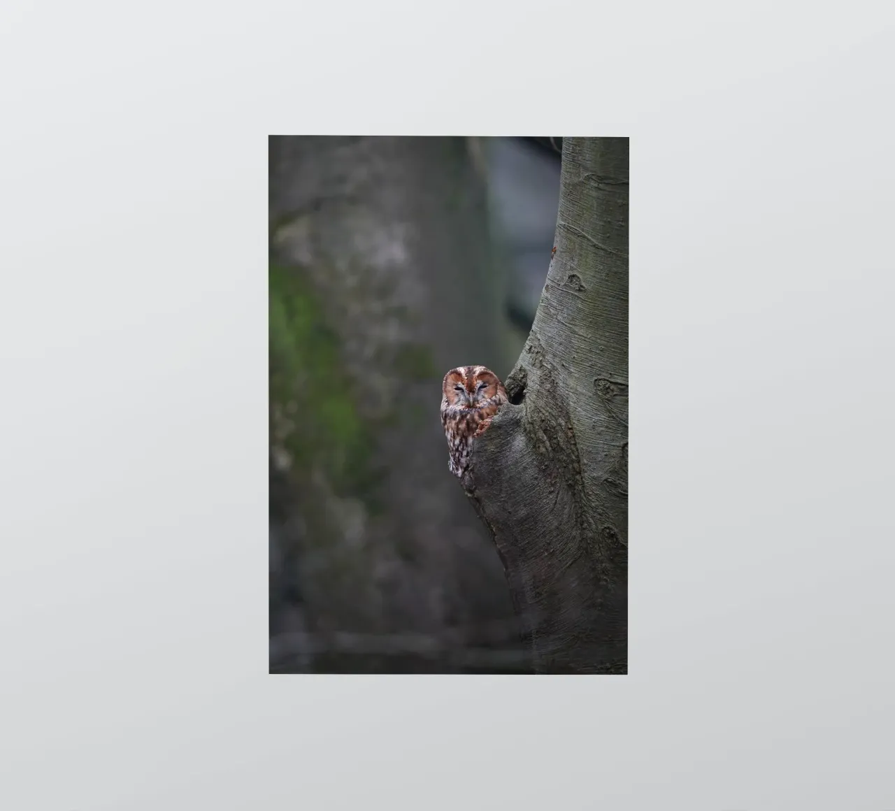 Bosuil sticker van Tom's Wildlife