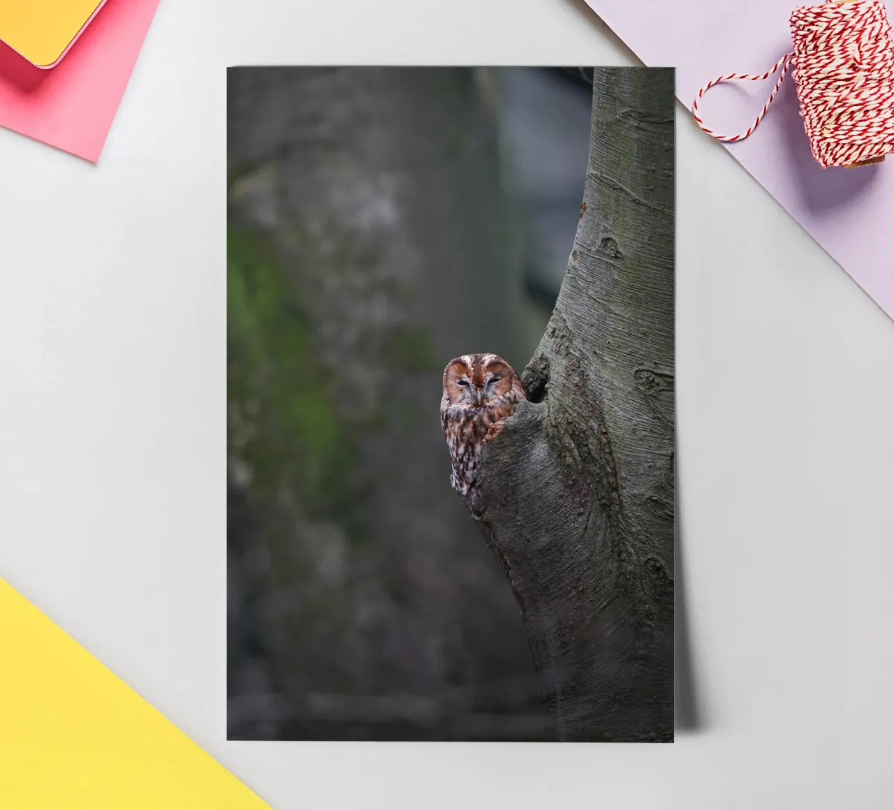 Allocco foglio adesivo da Tom's Wildlife