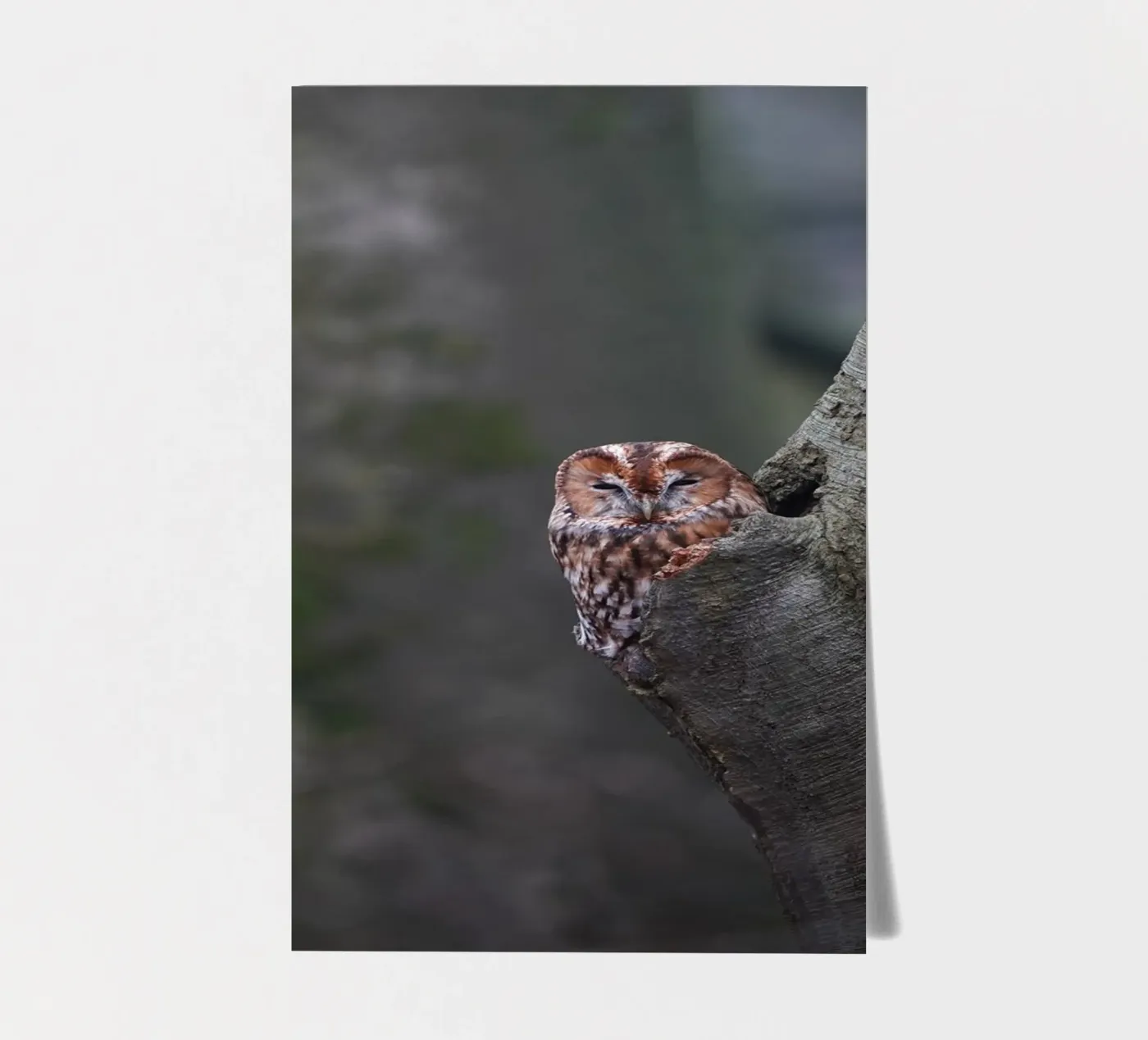 Tawny Owl stickervel van Tom's Wildlife