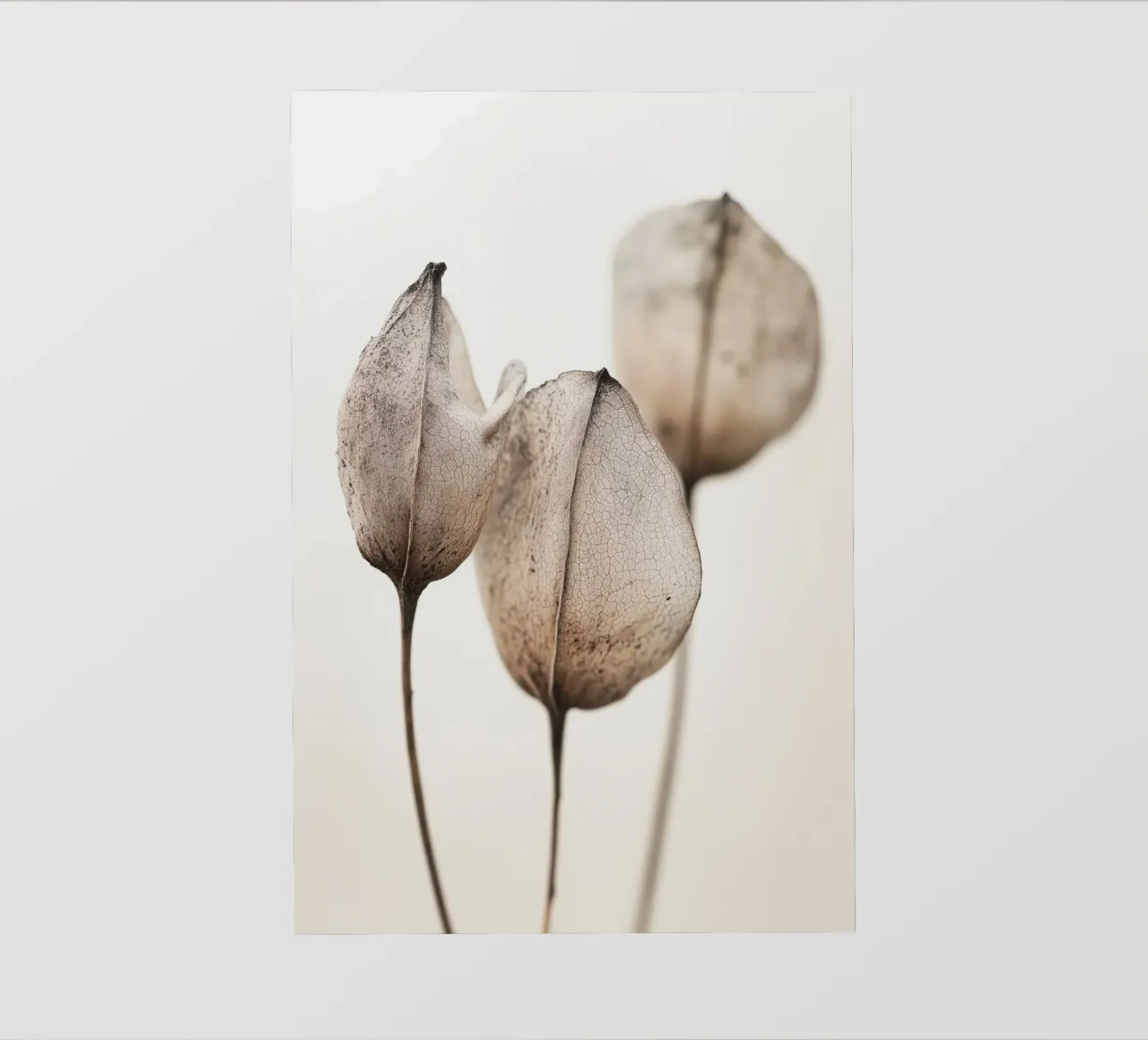 Dry Flower Detail No 17 telo in pvc da treechild