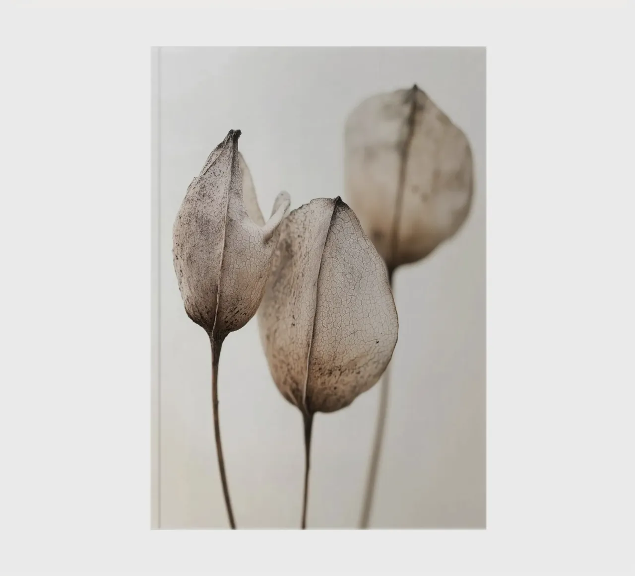 Dry Flower Detail No 17 notebook by treechild