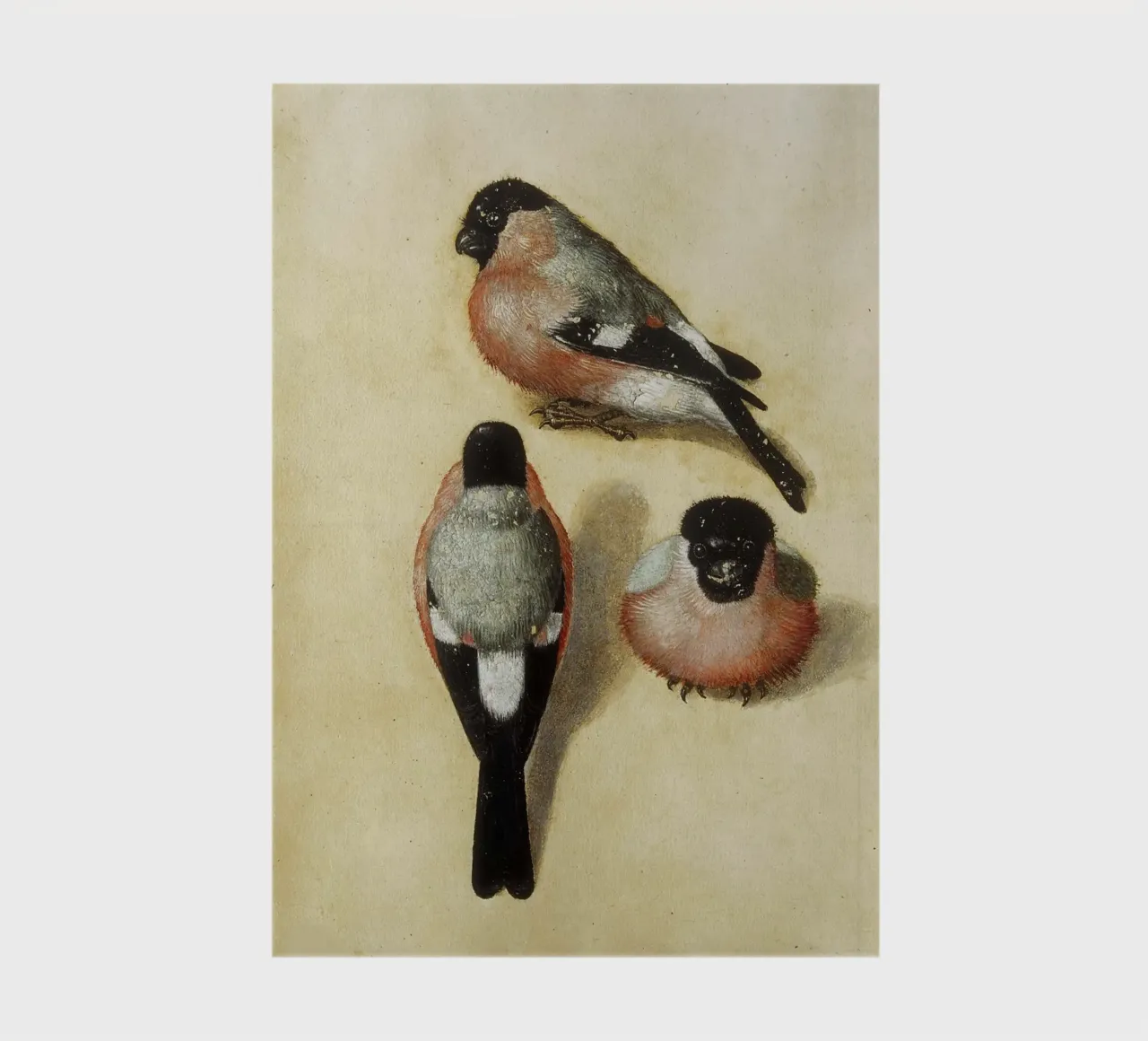 Albrecht Dürer - Bird in three positions notebook by ARTOTHEK