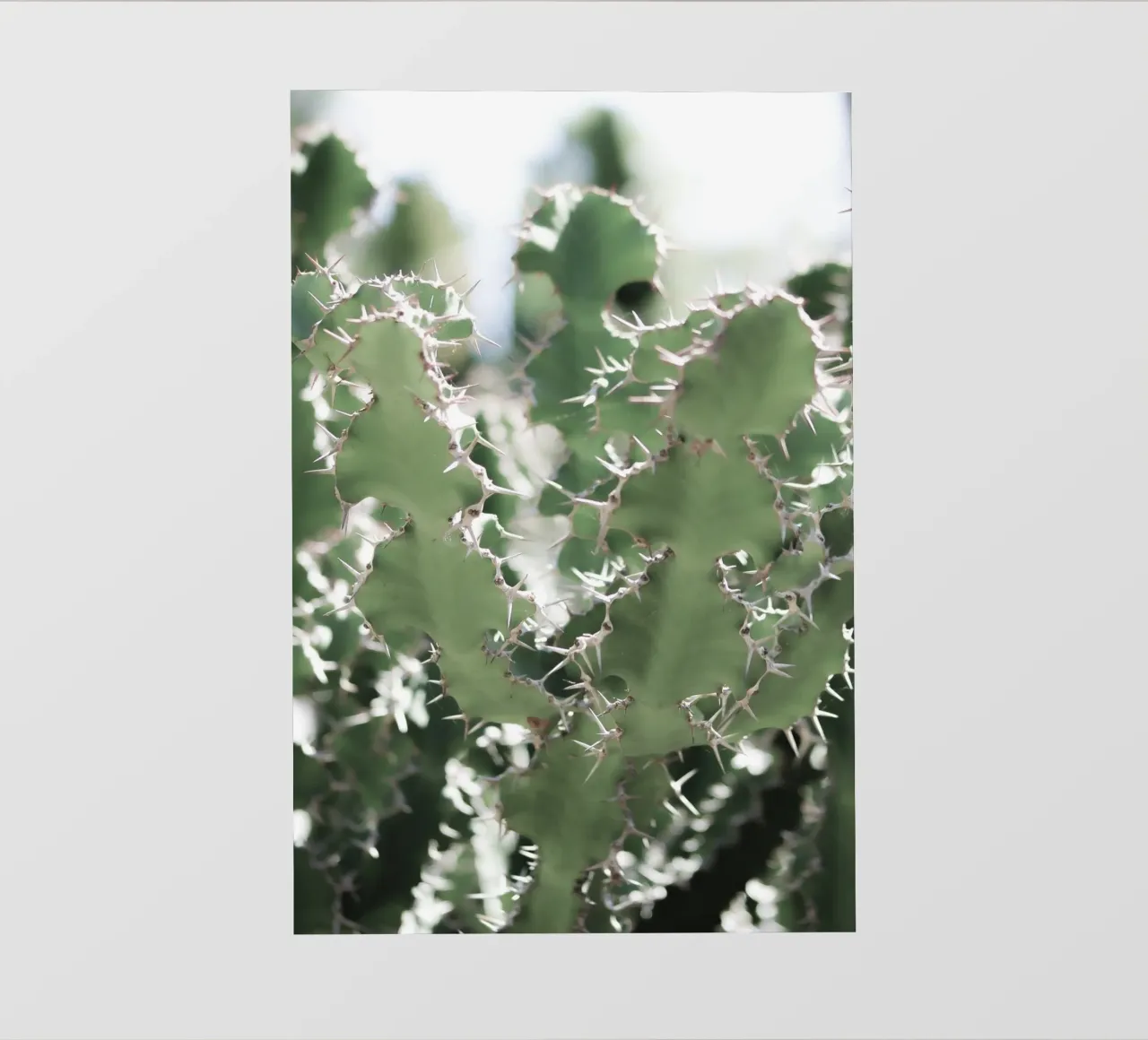 Cactus pellicola backlit da Léa Lefebvre Photography