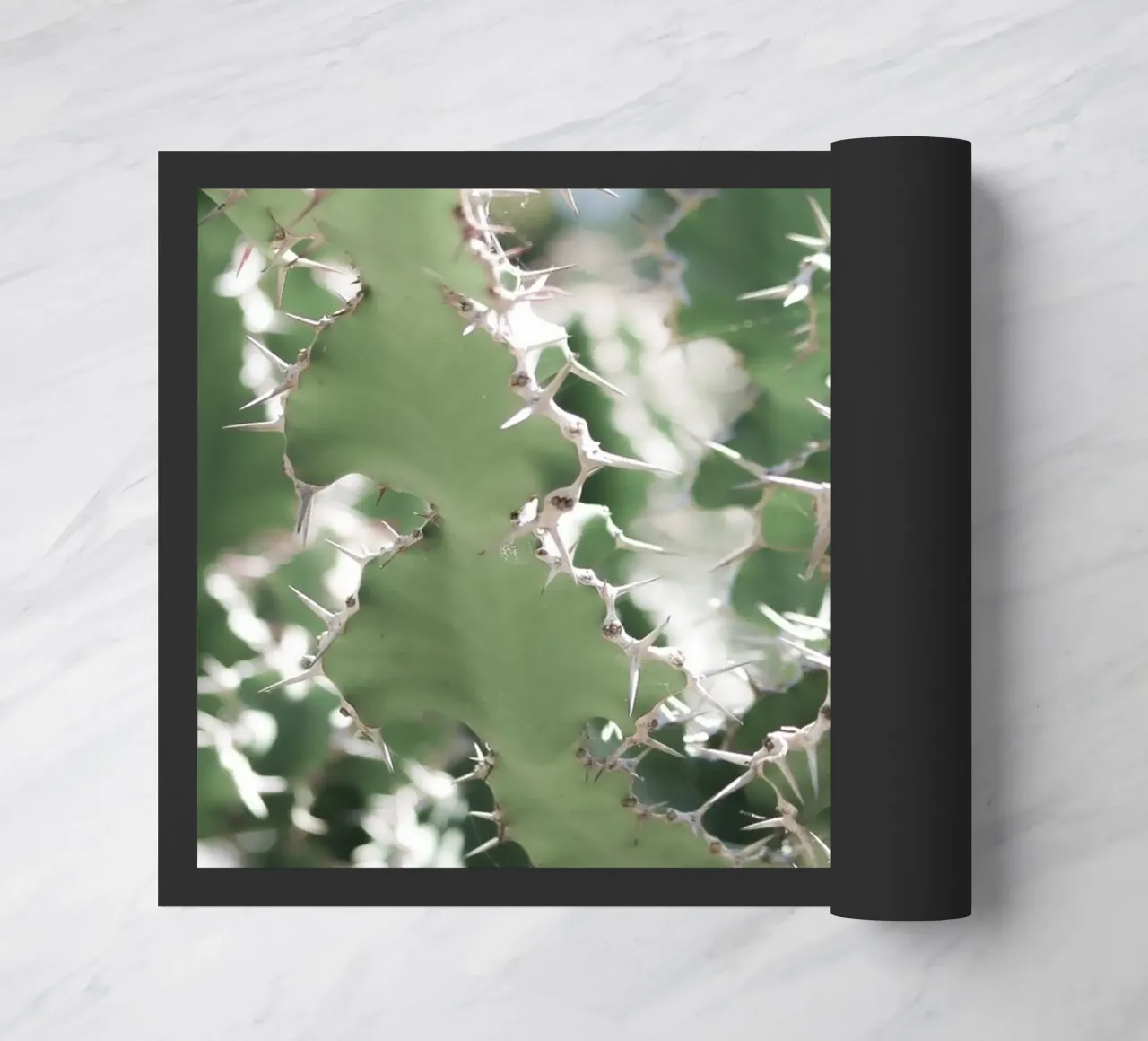 Cactus zerbino da Léa Lefebvre Photography