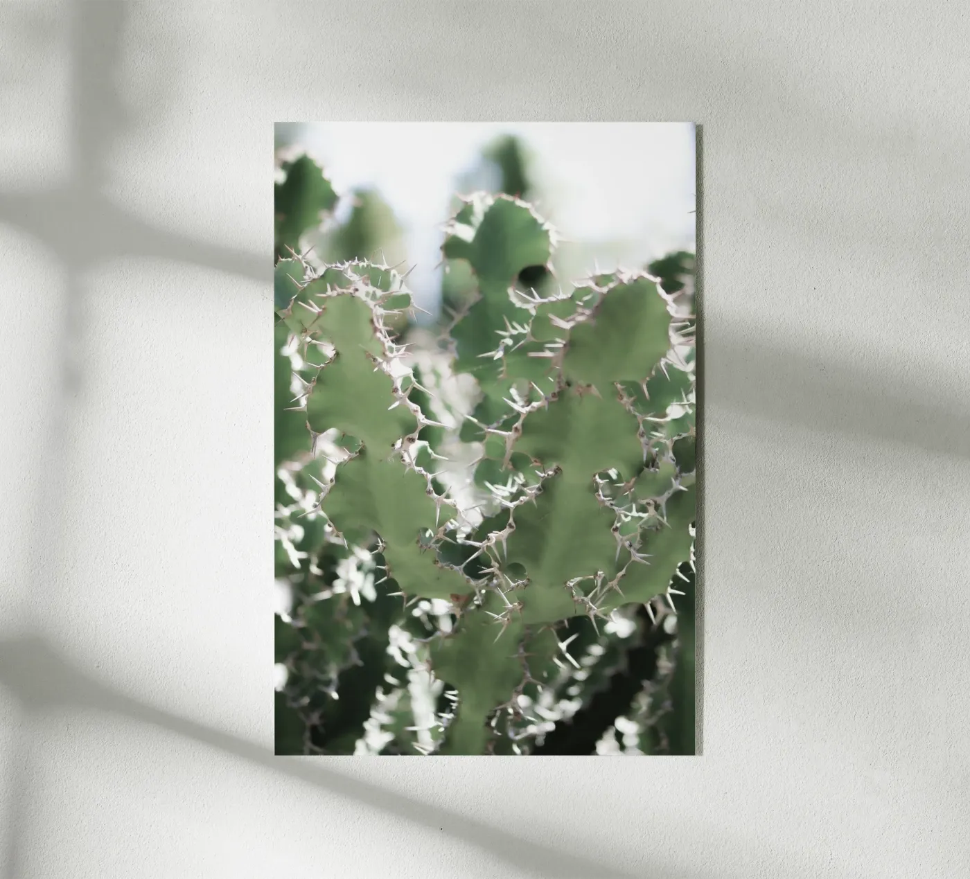 Cactus plexiglass da Léa Lefebvre Photography