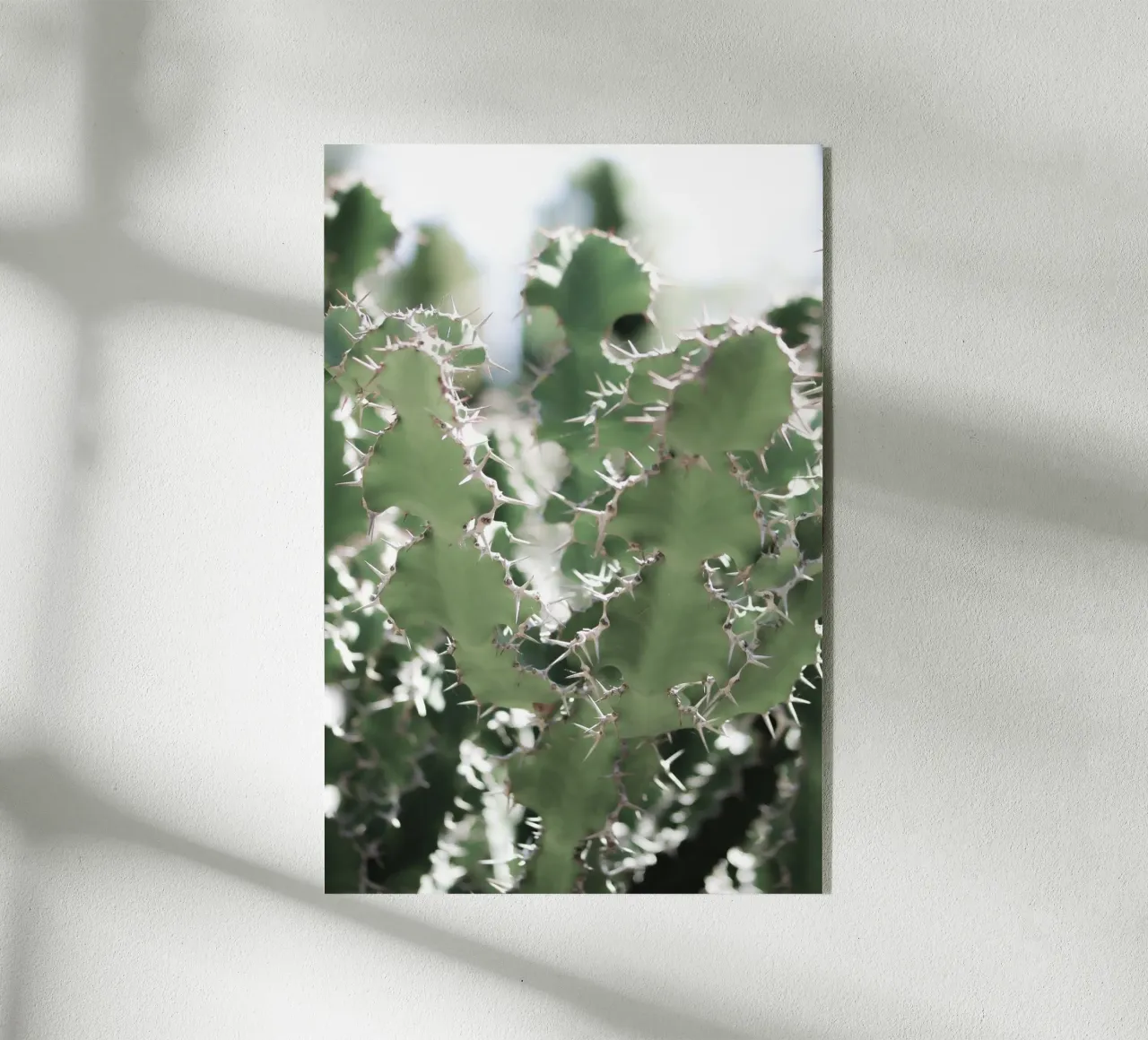 Cactus plexiglass da Léa Lefebvre Photography
