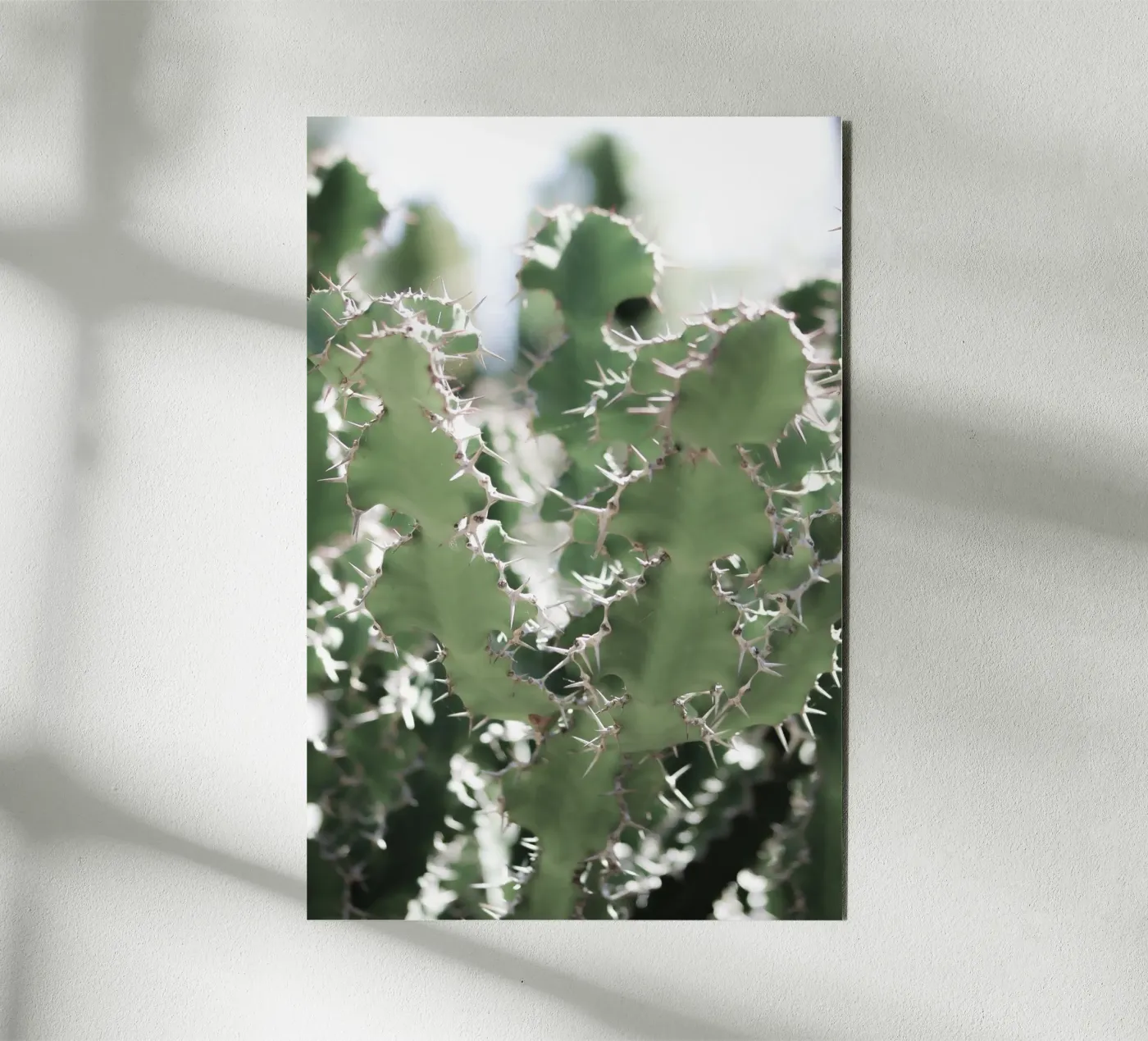 Cactus alluminio dibond da Léa Lefebvre Photography