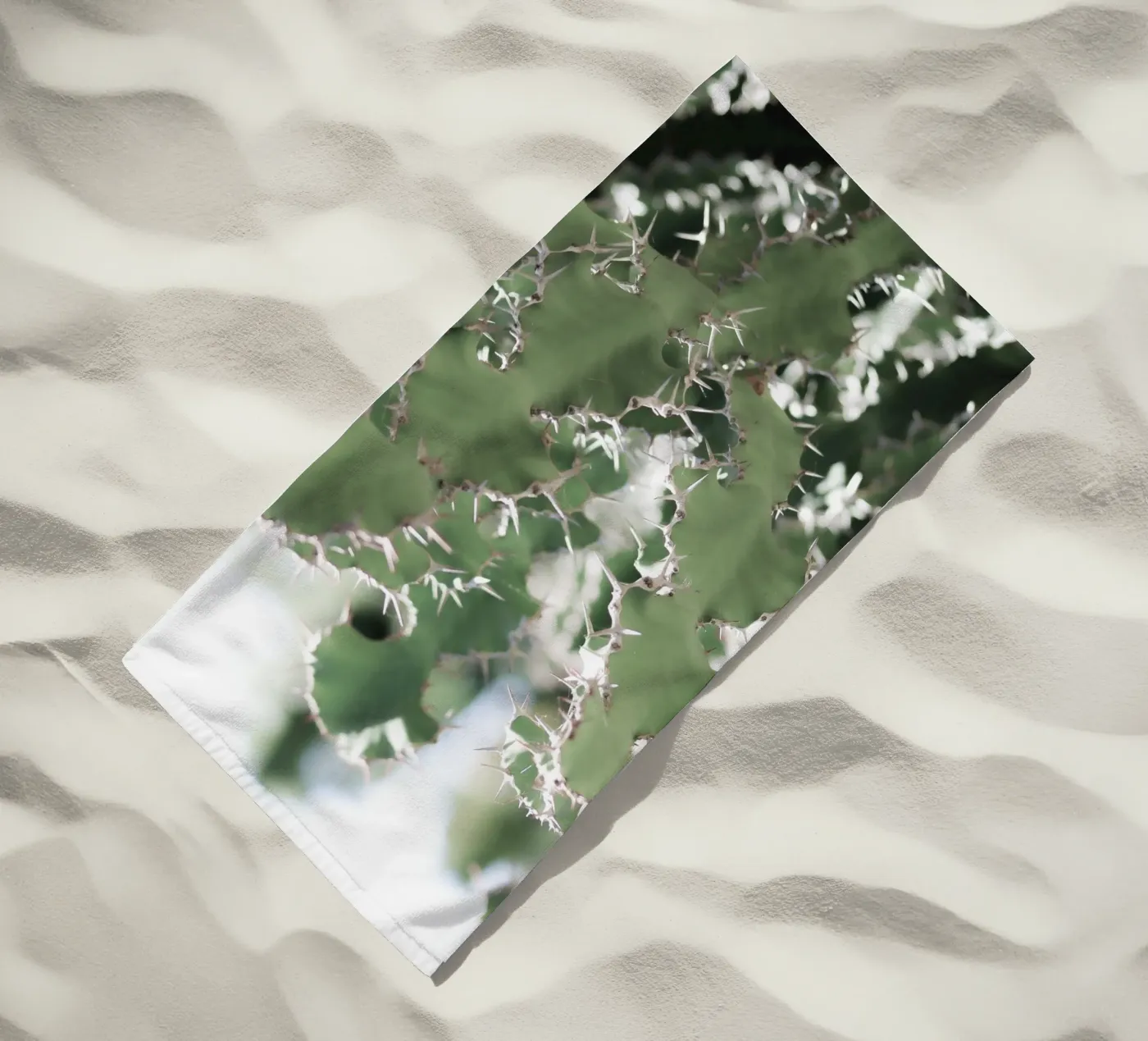 Cactus telo mare da Léa Lefebvre Photography