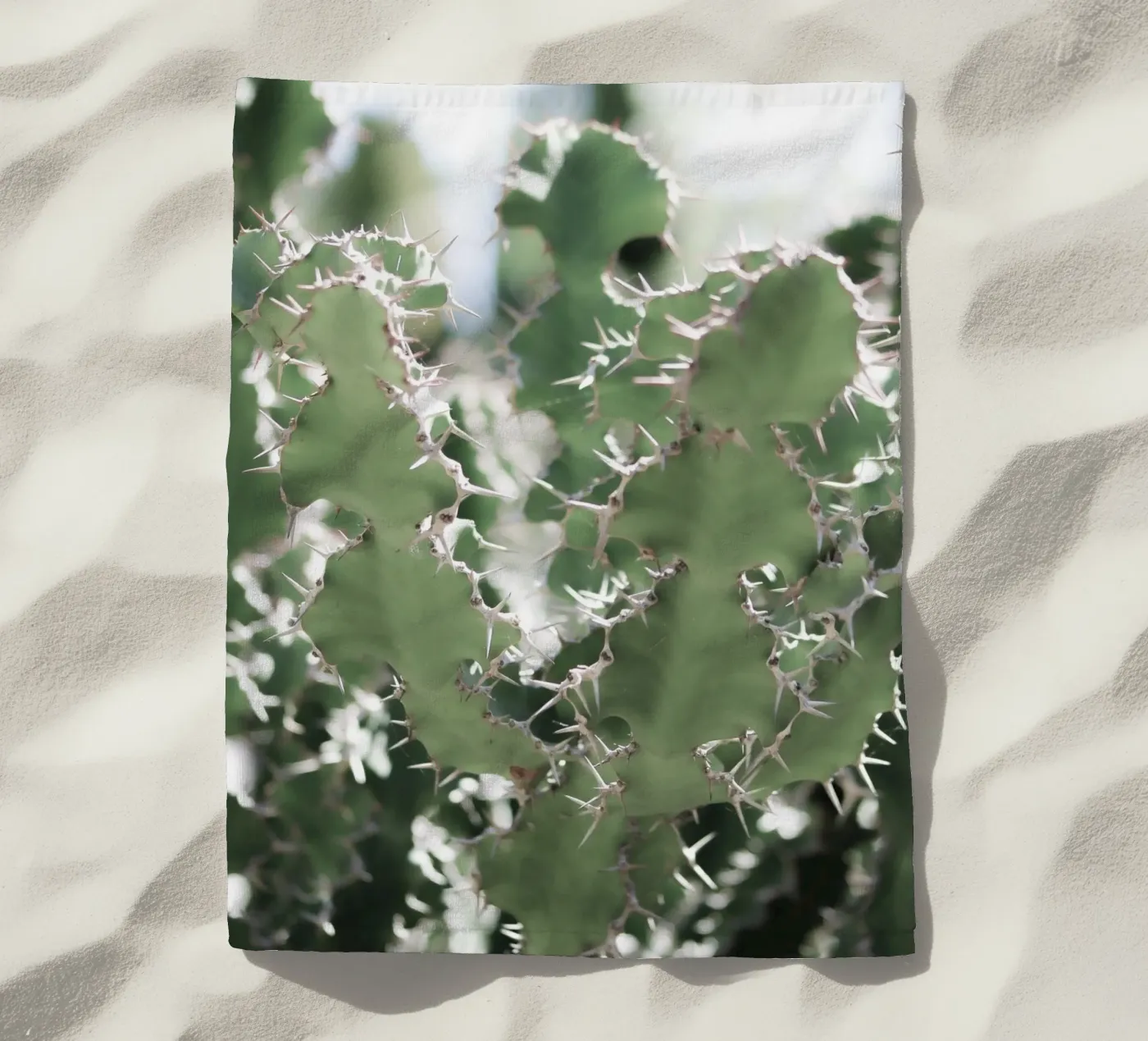 Cactus telo mare da Léa Lefebvre Photography