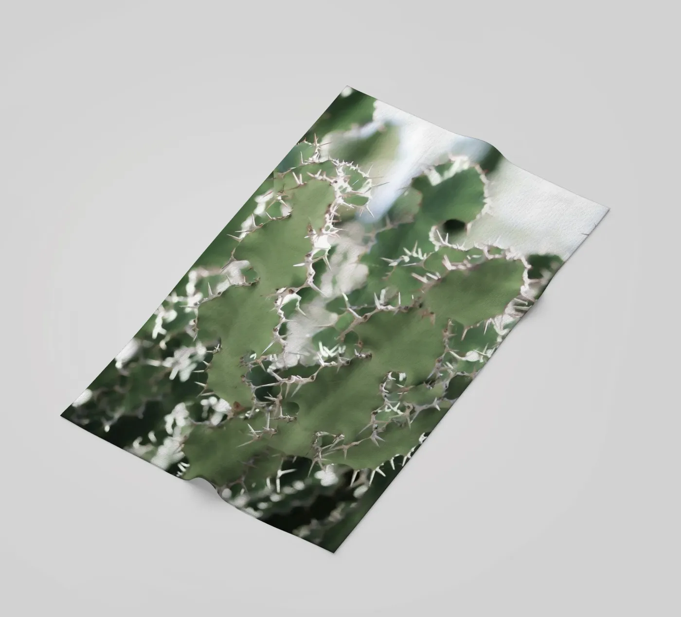 Cactus telo mare da Léa Lefebvre Photography