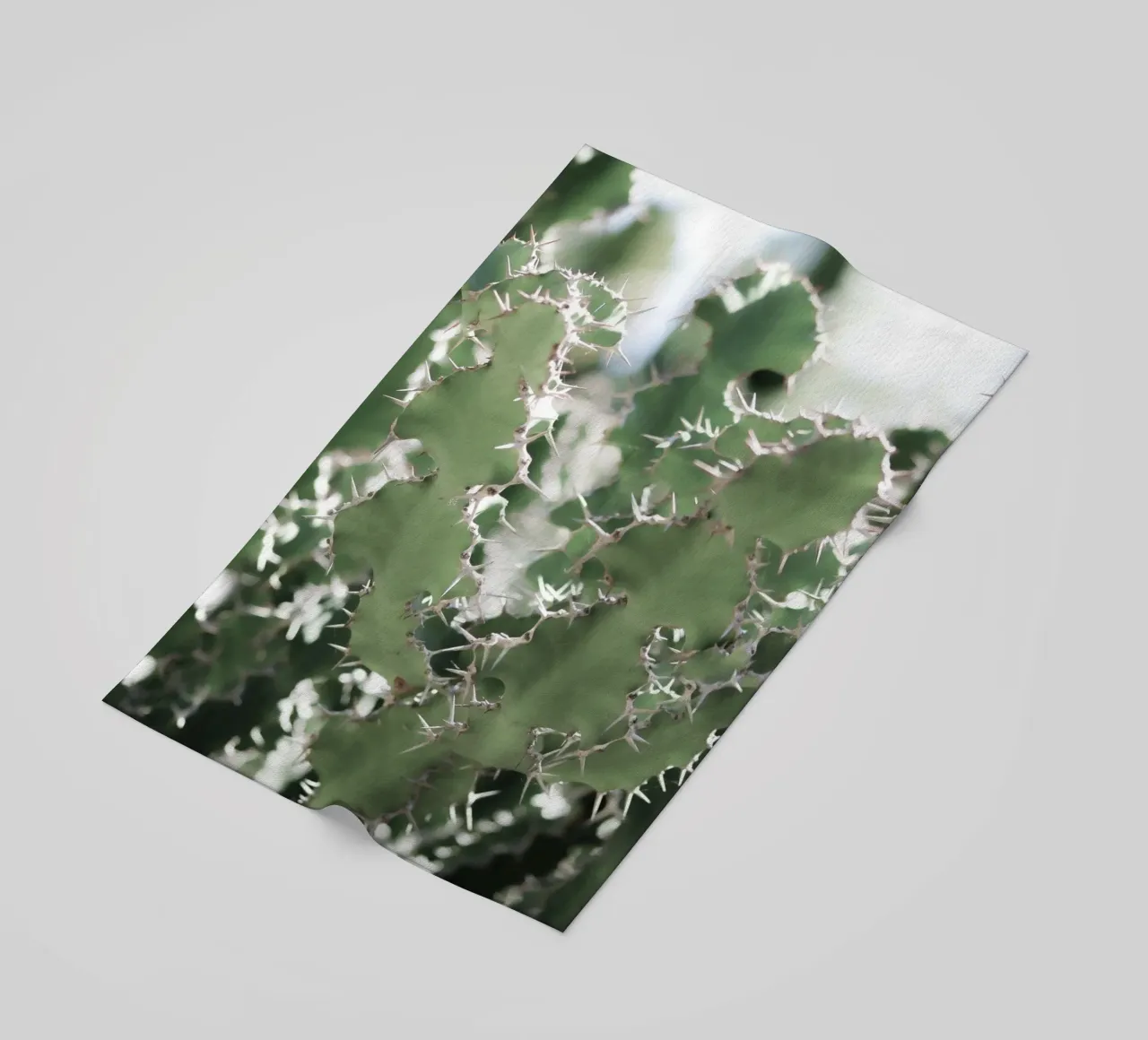 Cactus telo mare da Léa Lefebvre Photography