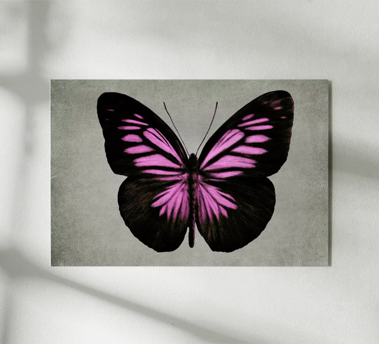 Papillon (pink) plexiglass da Eric Fan