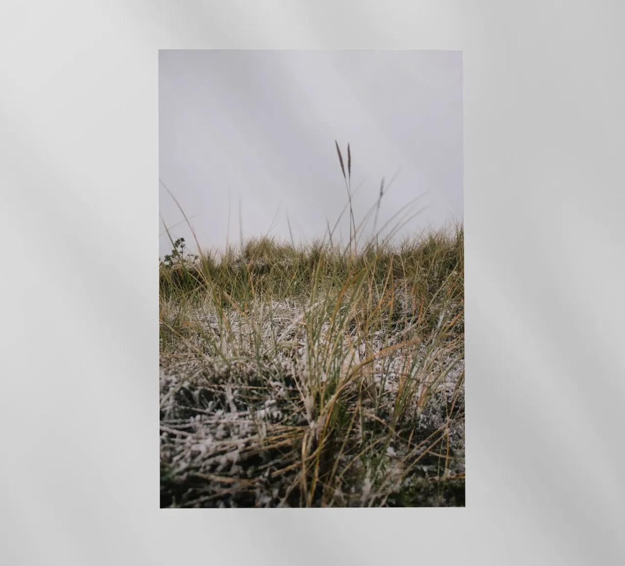 L'erba in inverno pellicola backlit da Wild Horizon Studio