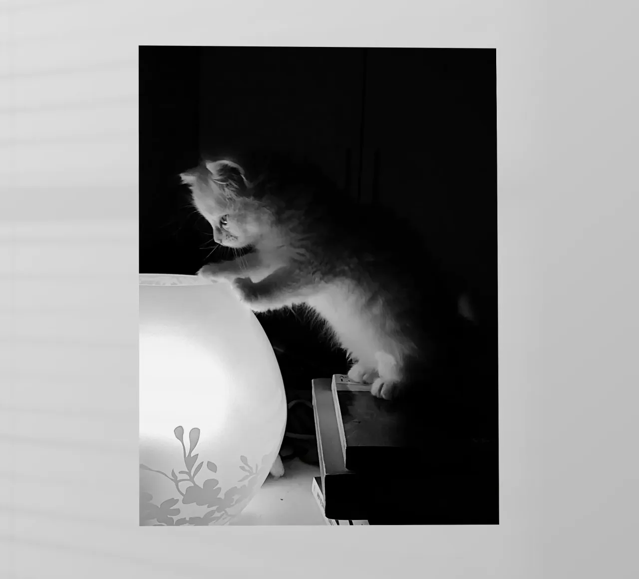 Lully the cat pellicola backlit da DragonFly