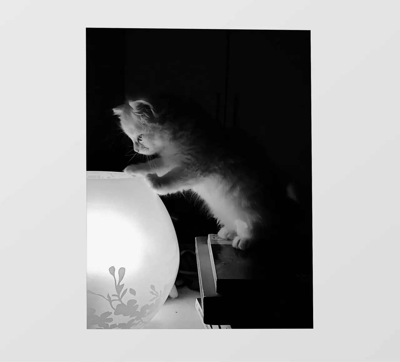 Lully the cat pellicola backlit da DragonFly