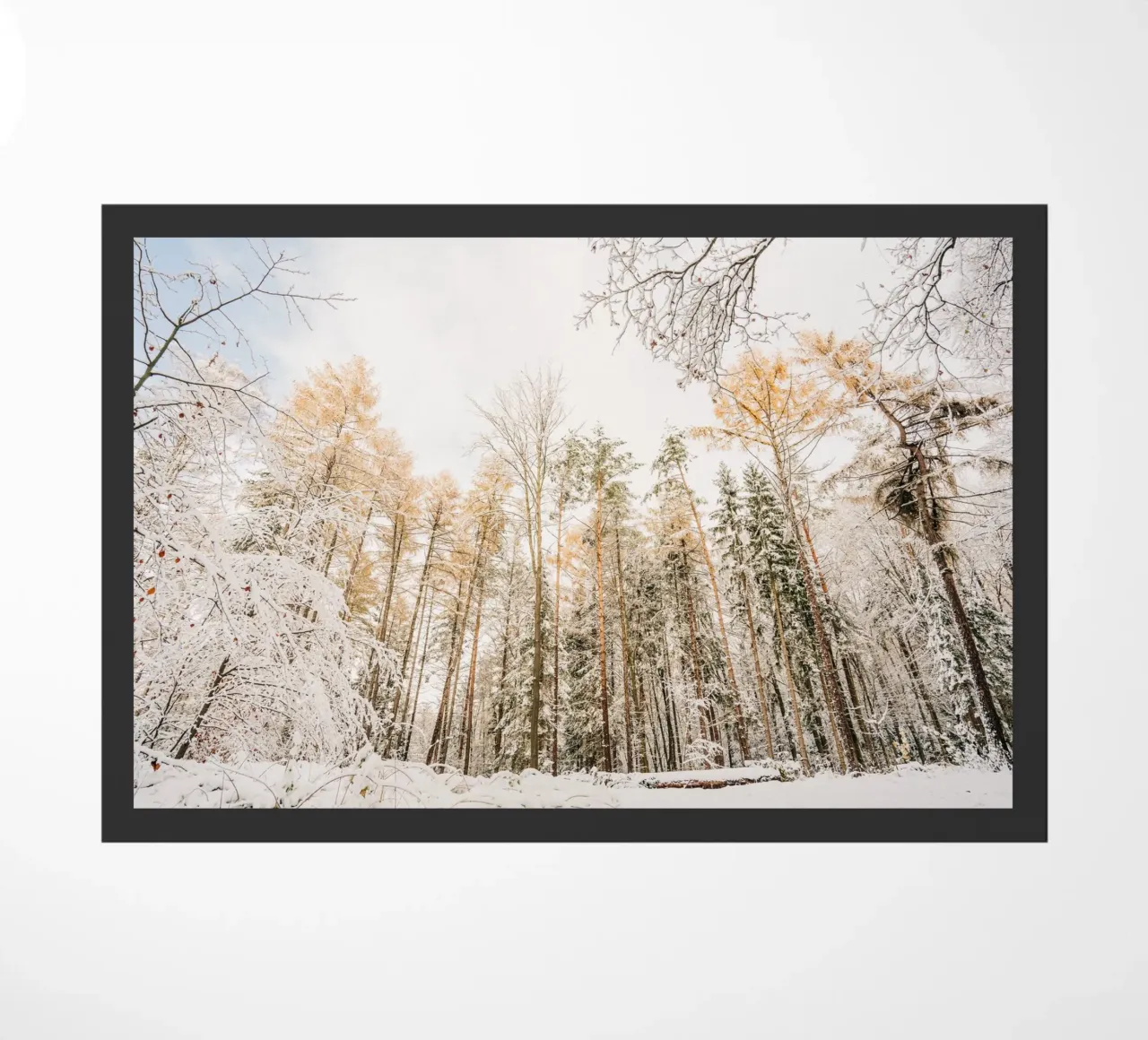 Bosco invernale con alberi innevati - Svizzera sassone zerbino da Bold and Retro