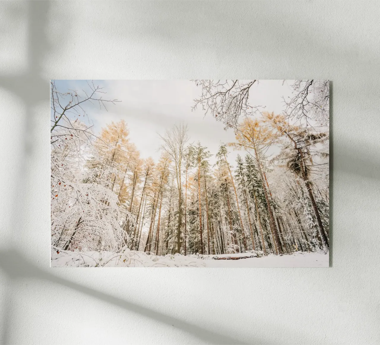 Bosco invernale con alberi innevati - Svizzera sassone plexiglass da Bold and Retro
