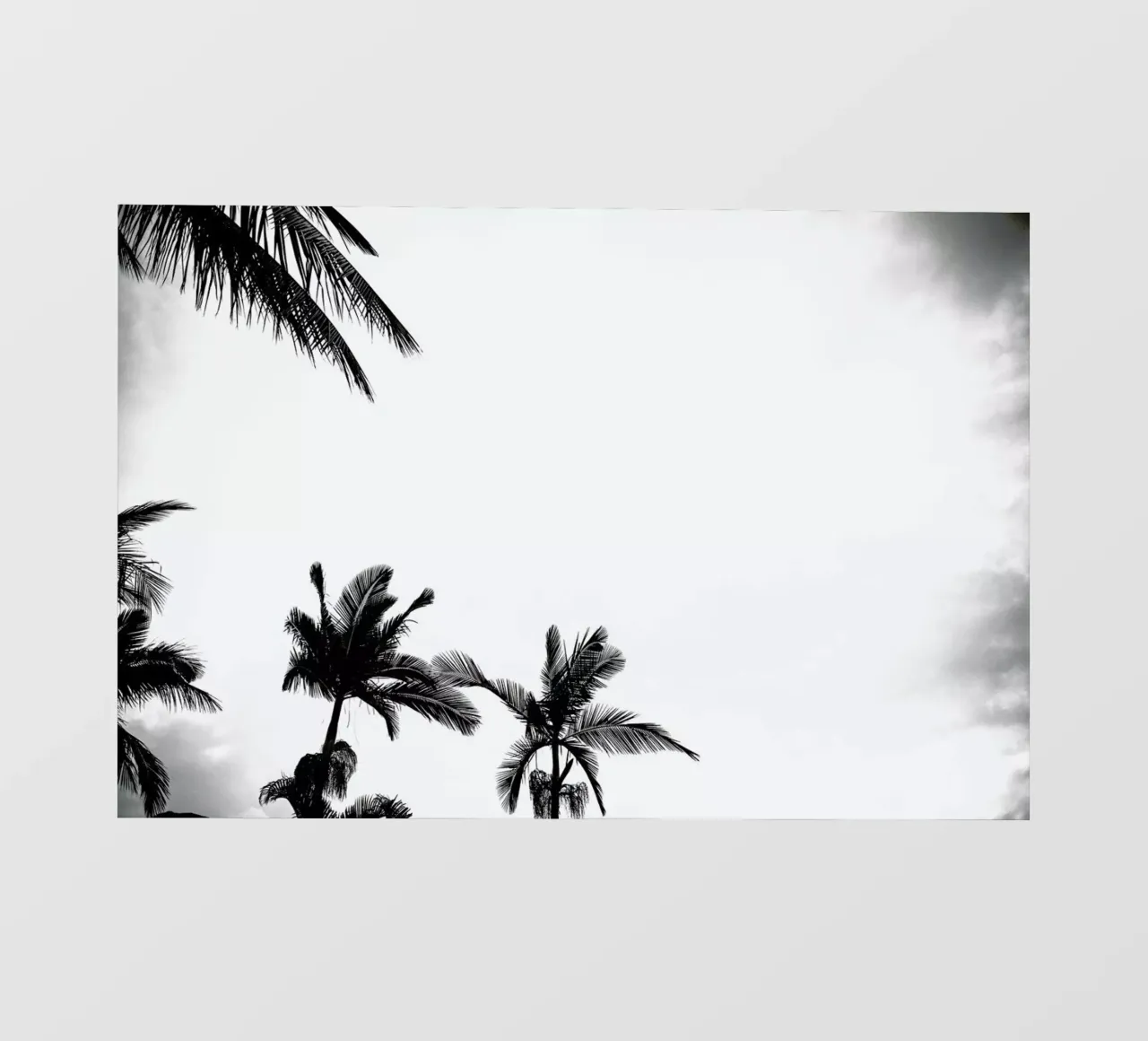 Palm Shade 4 pellicola backlit da Chris Abatzis