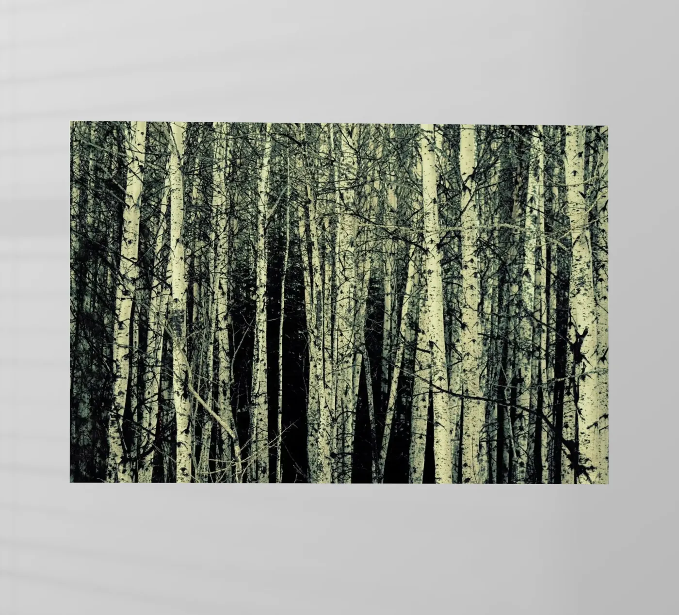 Birch pellicola backlit da Robin Delean