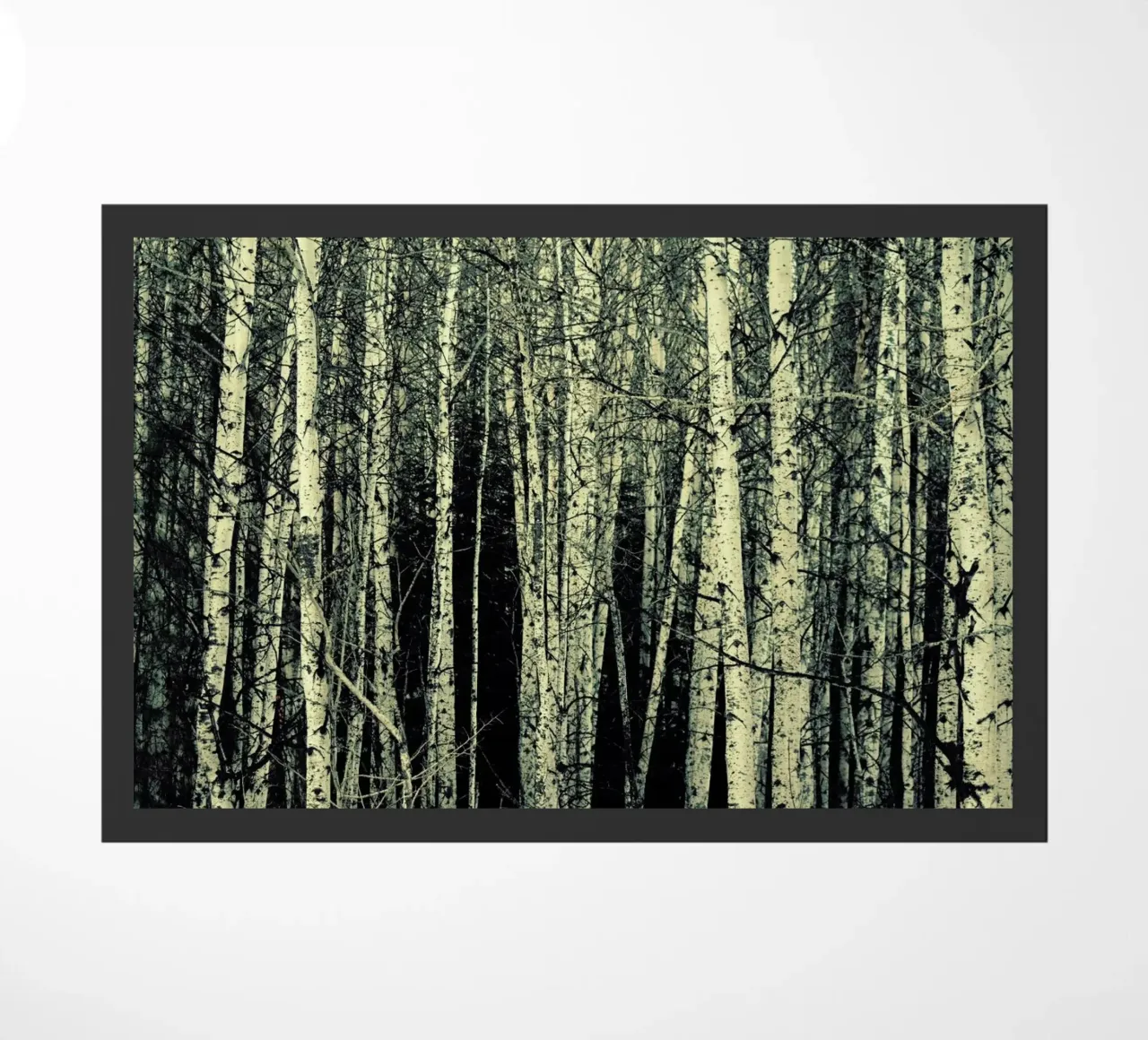 Birch zerbino da Robin Delean