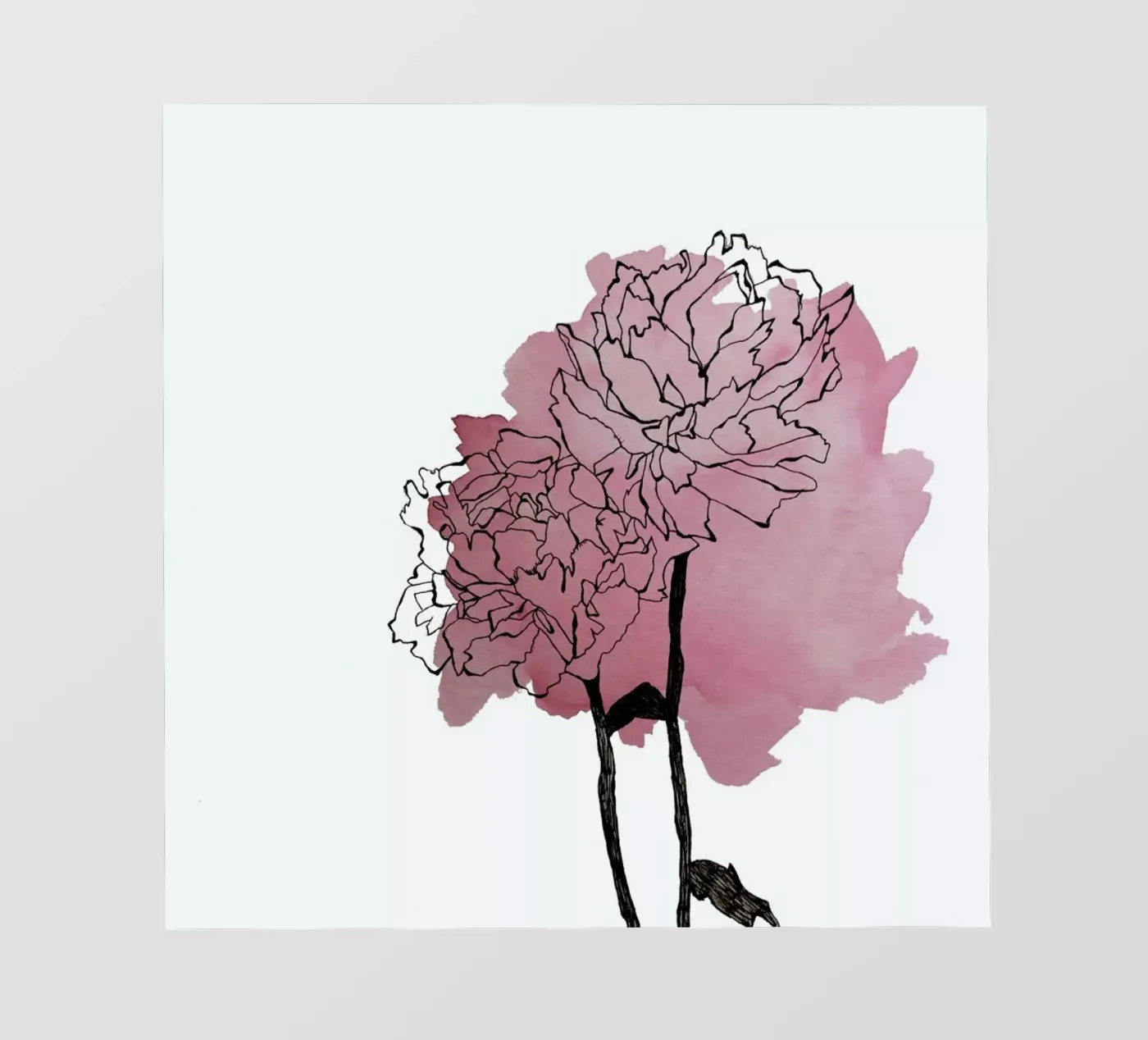 Peonies pellicola backlit da Morgan Kendall