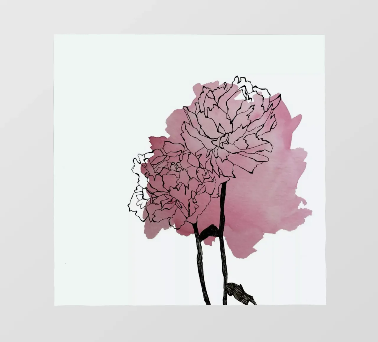 Peonies pellicola backlit da Morgan Kendall