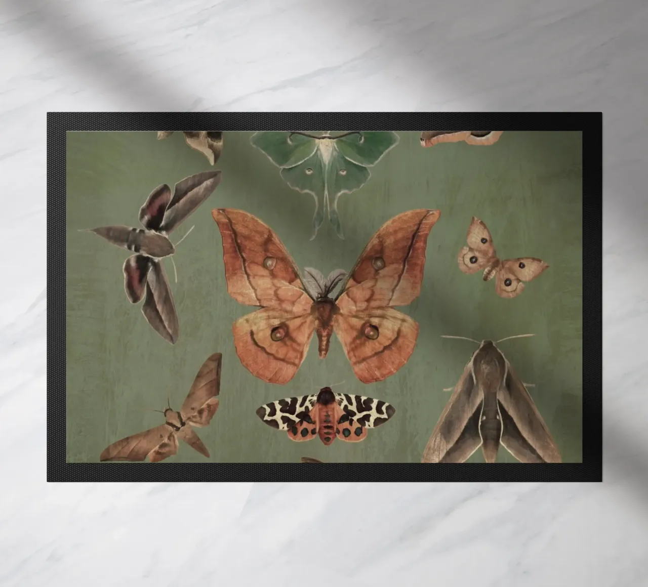 Farfalle notturne zerbino da dada22
