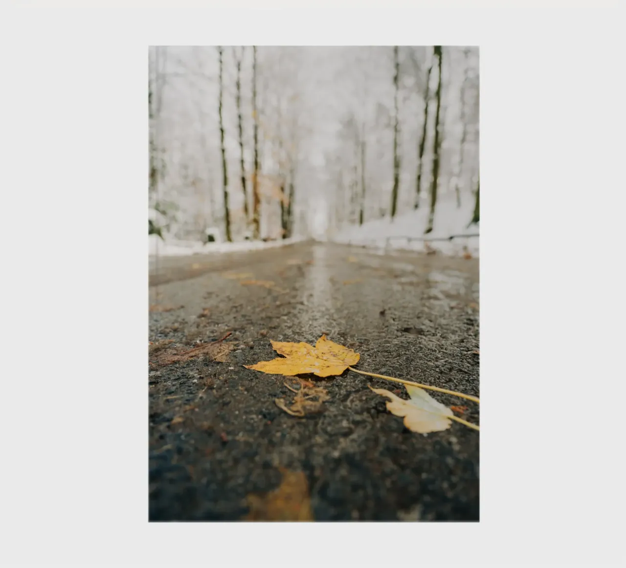 Foglie d'autunno su una strada invernale - Svizzera Sassone diario da Bold and Retro