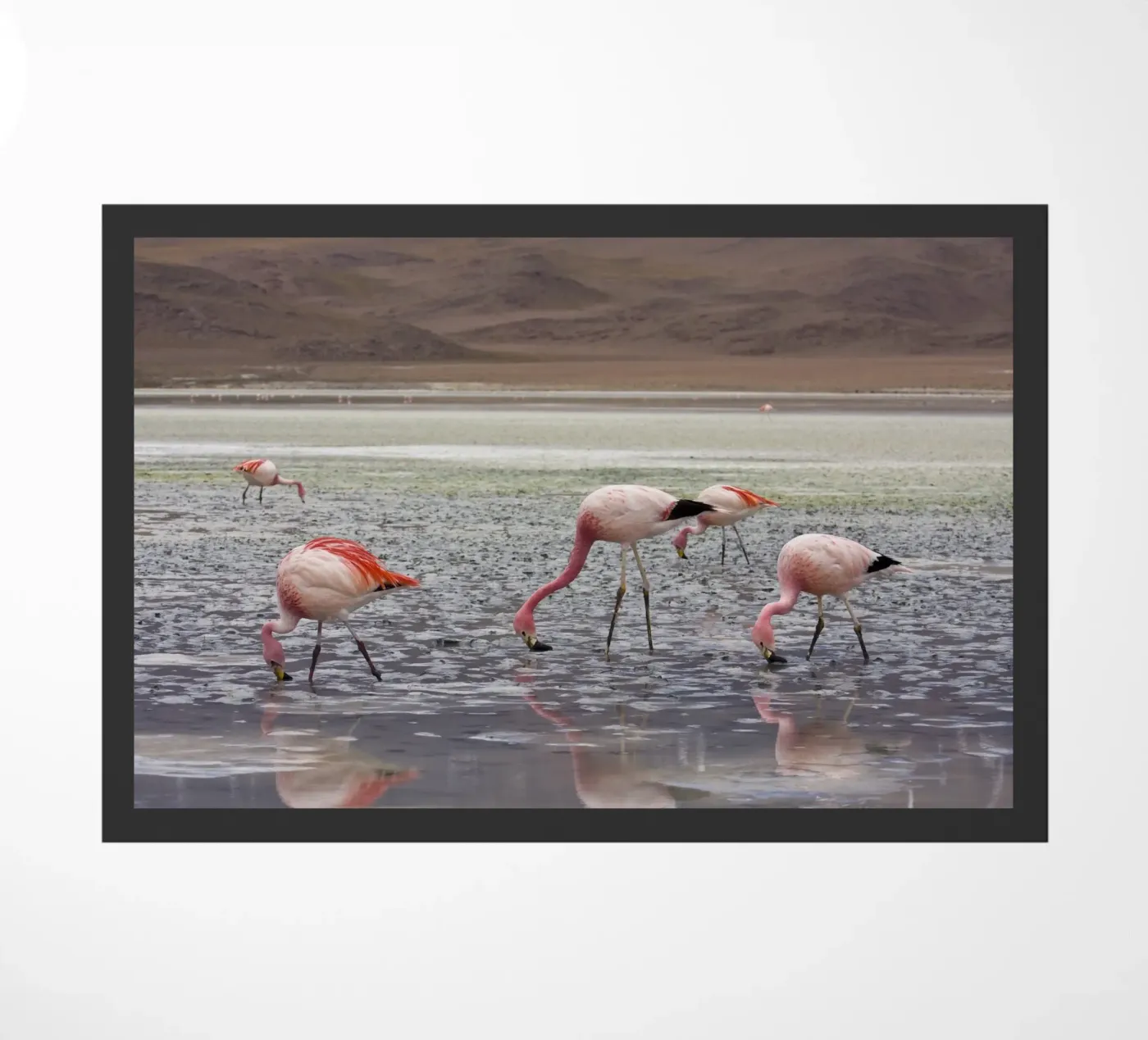 Fenicottero zerbino da Alexey