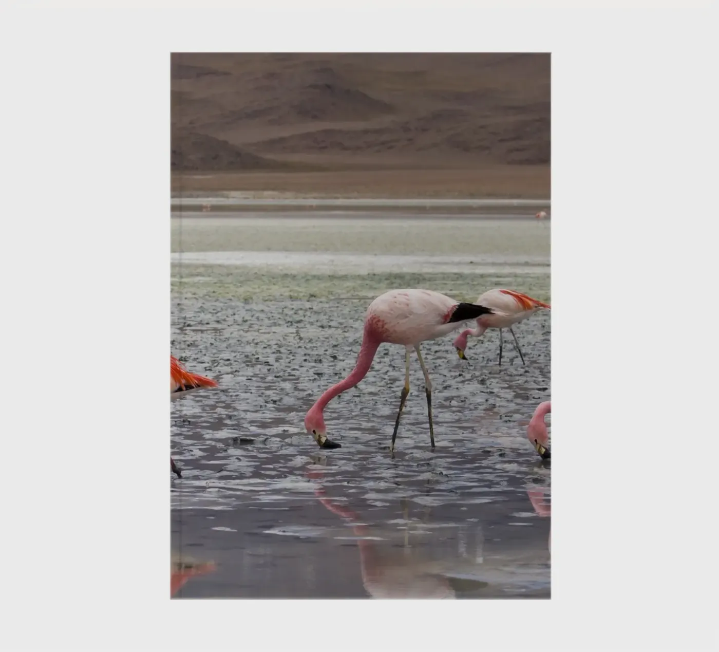 Flamingo notebook by Alexey