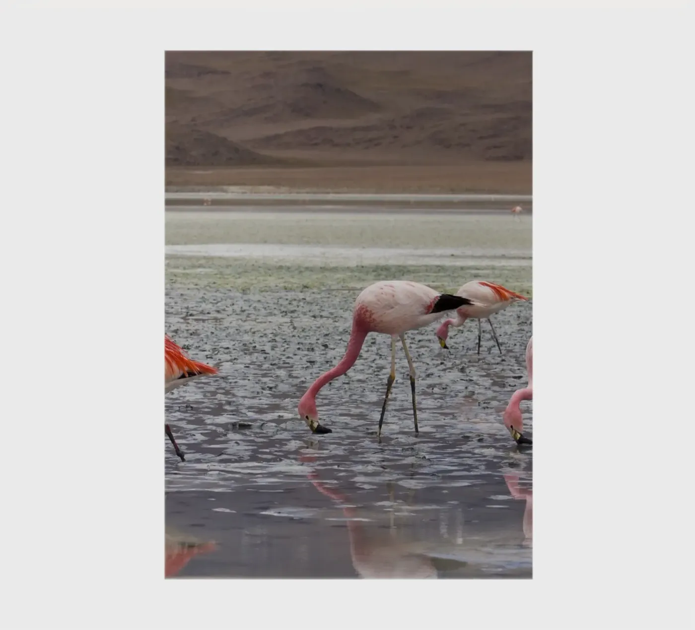 Flamingo notebook by Alexey