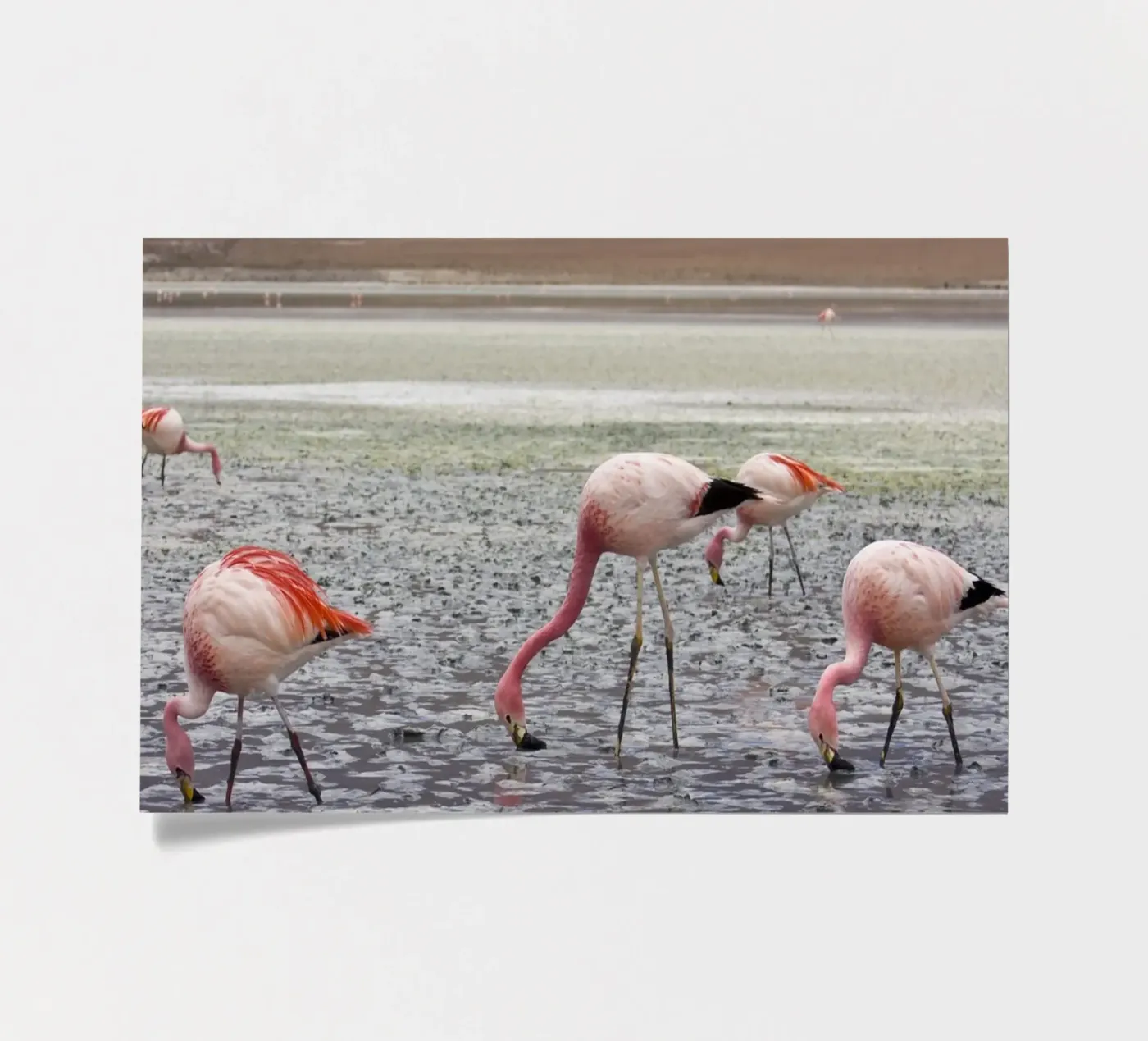 Flamingo sticker sheet by Alexey