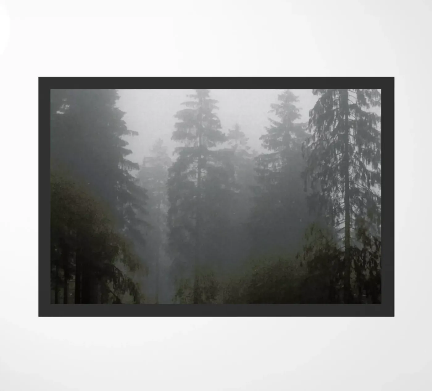 Where zerbino da Jan Luzar