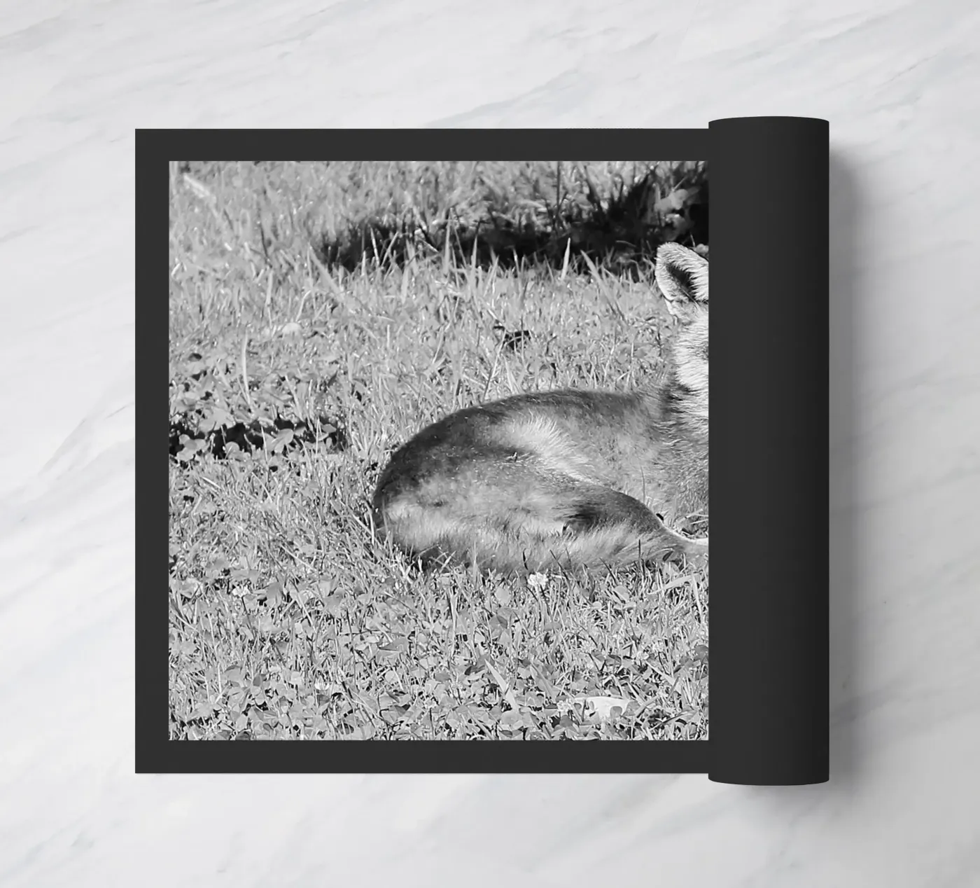 Peanut the fox zerbino da DragonFly