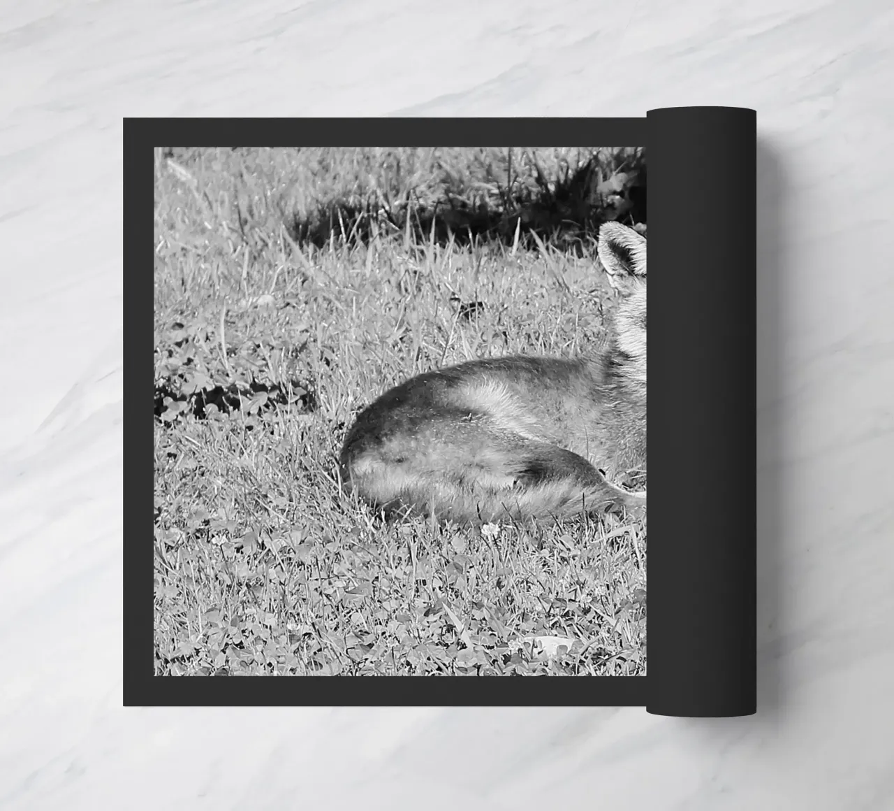 Peanut the fox zerbino da DragonFly