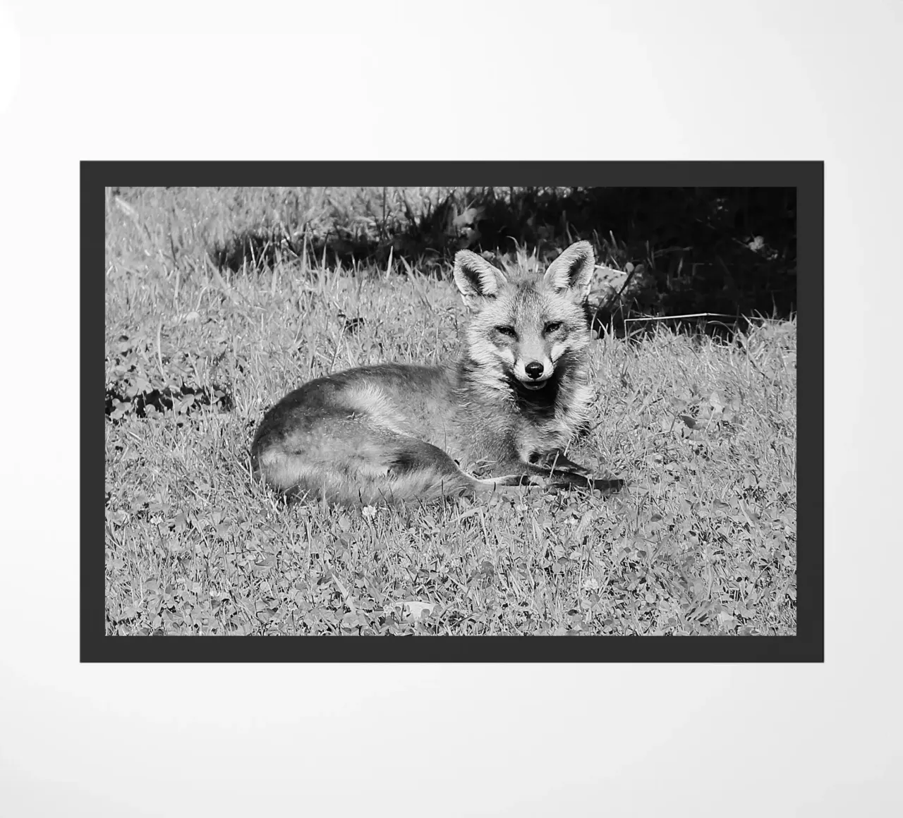 Peanut the fox zerbino da DragonFly