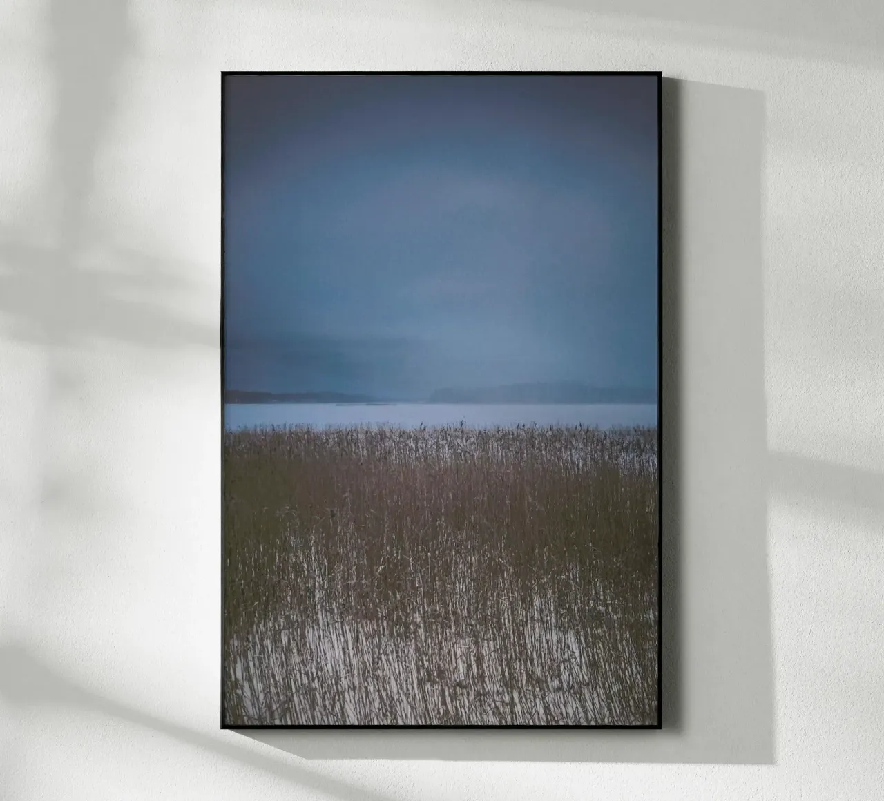 The Reeds plexiglass da Pale Grain