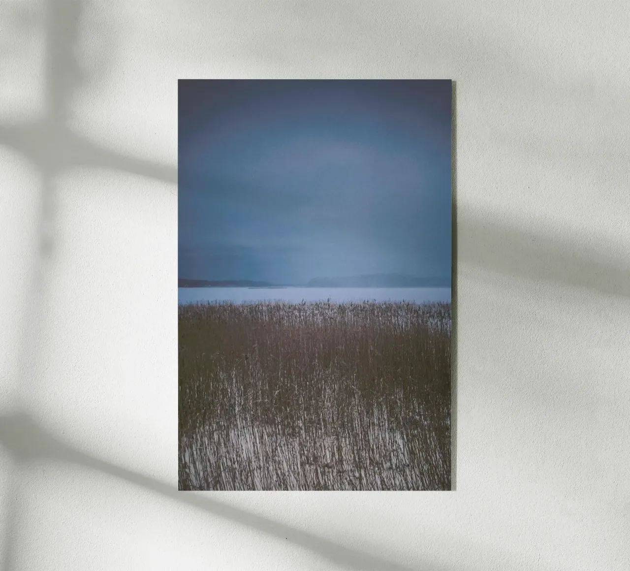 The Reeds plexiglass da Pale Grain