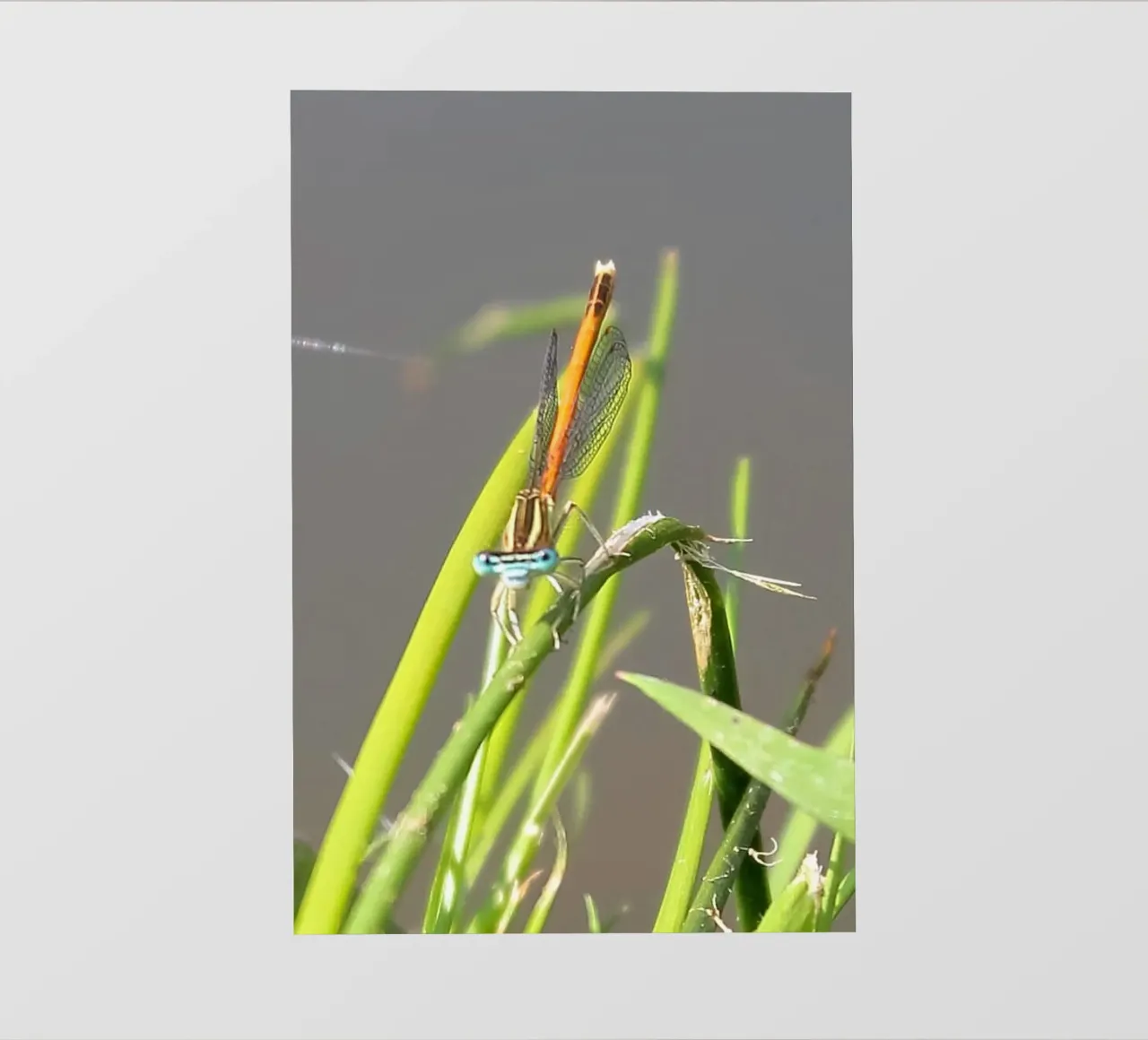 Lo sguardo di una libellula telo in pvc da MiniClic