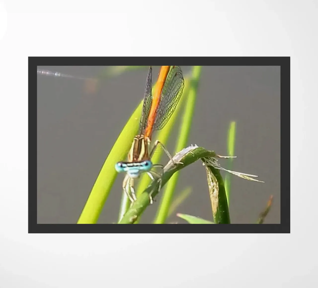 Lo sguardo di una libellula zerbino da MiniClic