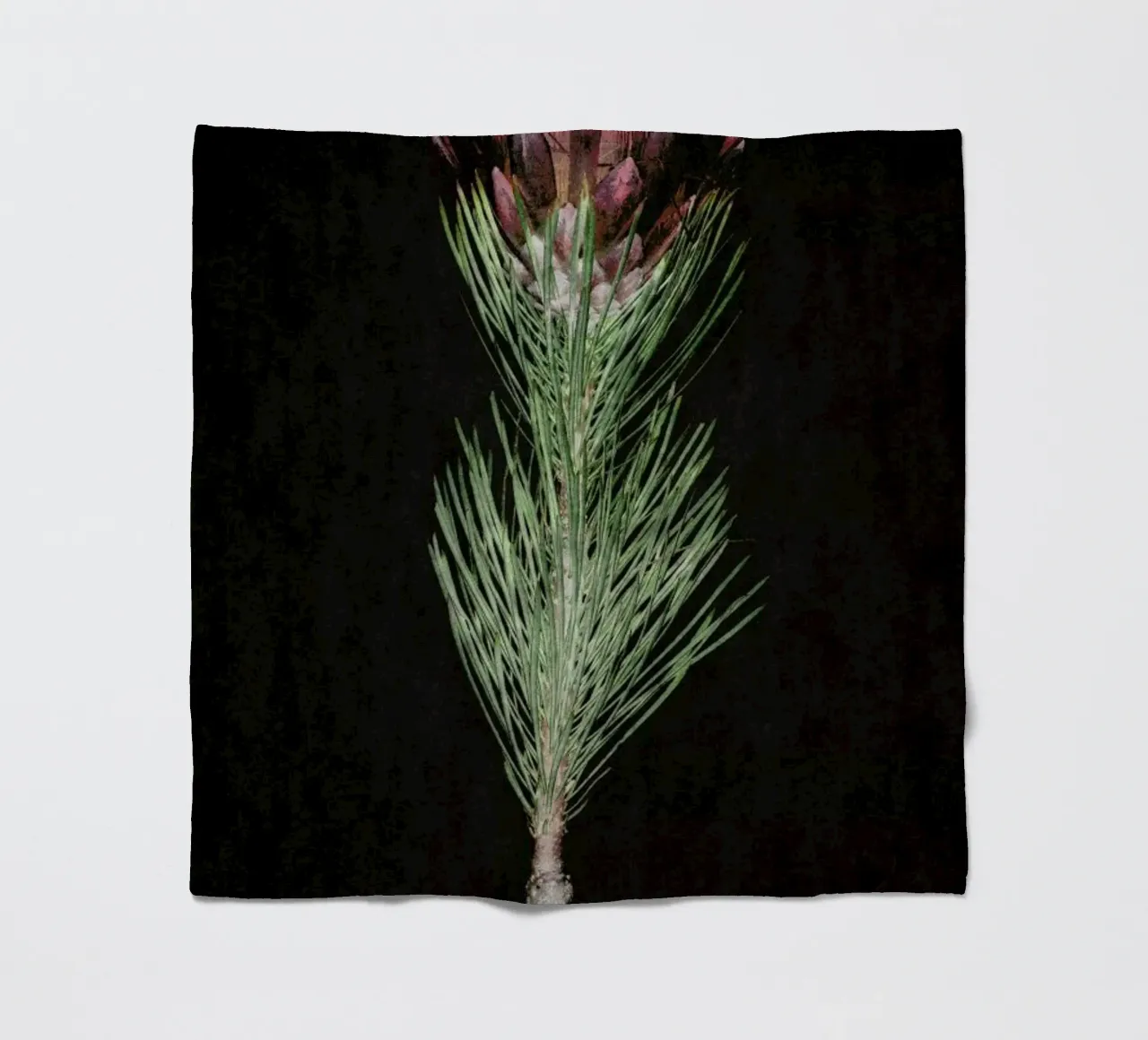 Fynbos Protea Fleecedecke von Shot By Clint