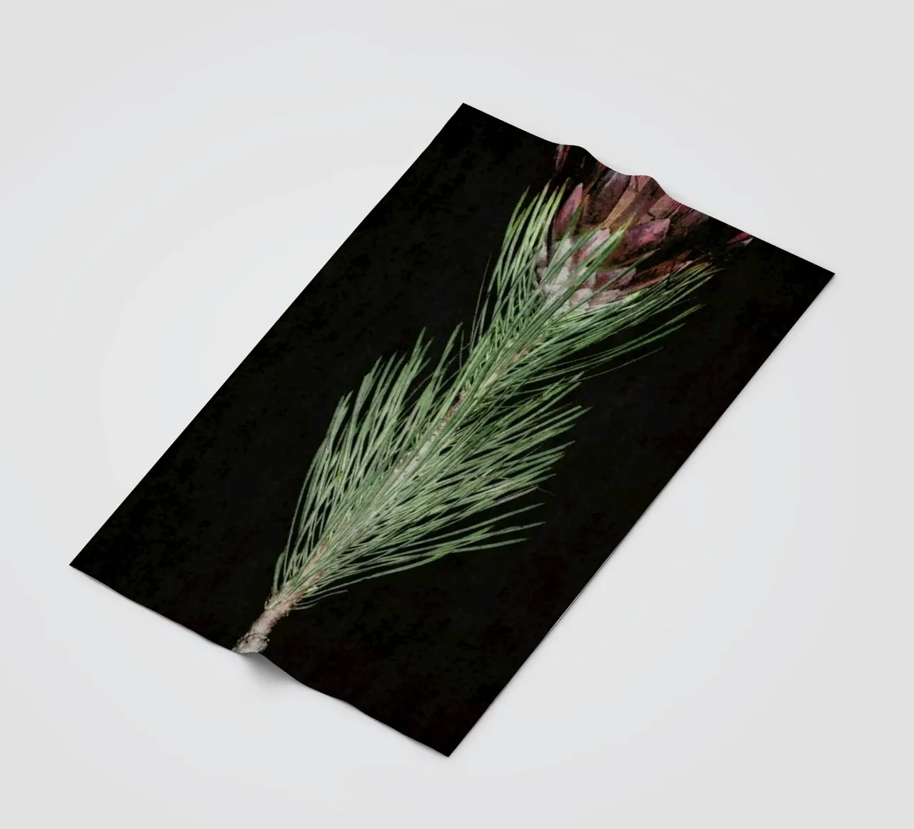 Fynbos Protea Fleecedecke von Shot By Clint