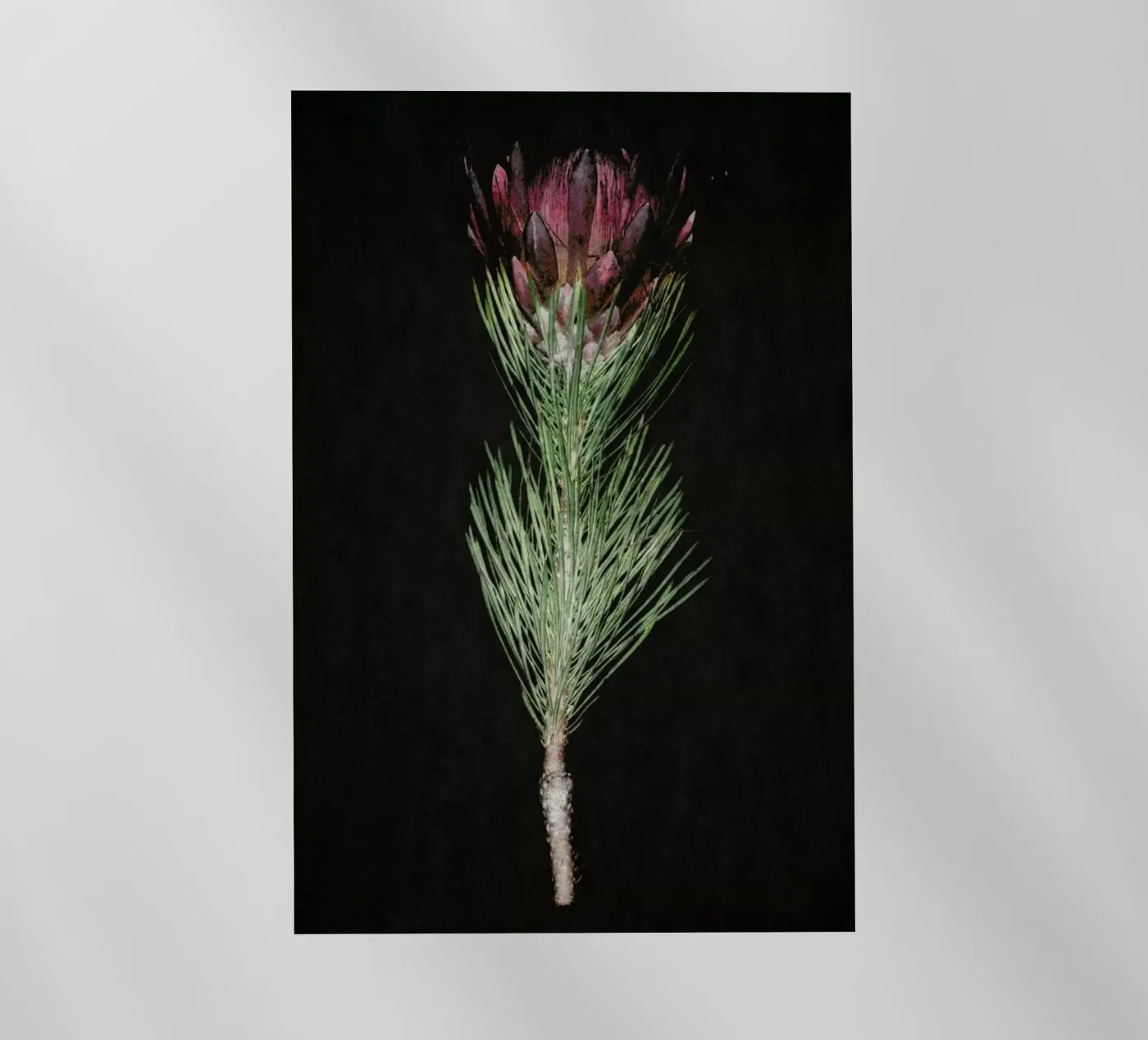 Fynbos Protea pellicola backlit da Shot By Clint