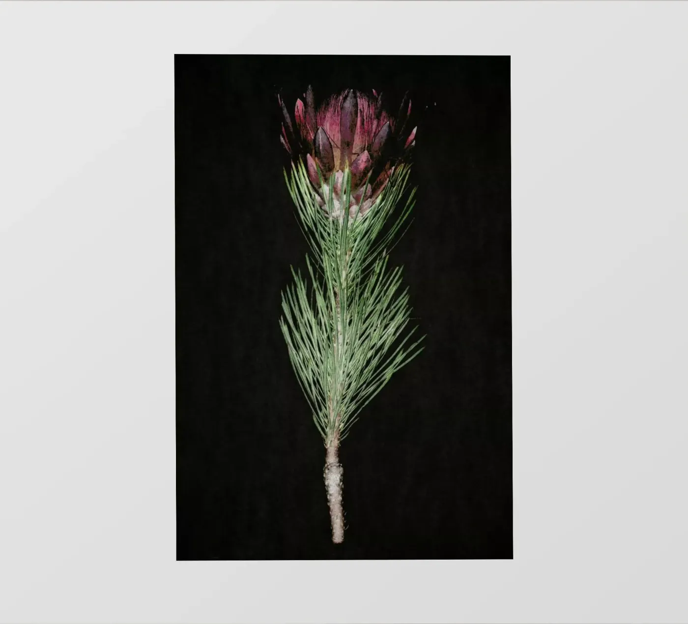 Fynbos Protea pellicola backlit da Shot By Clint