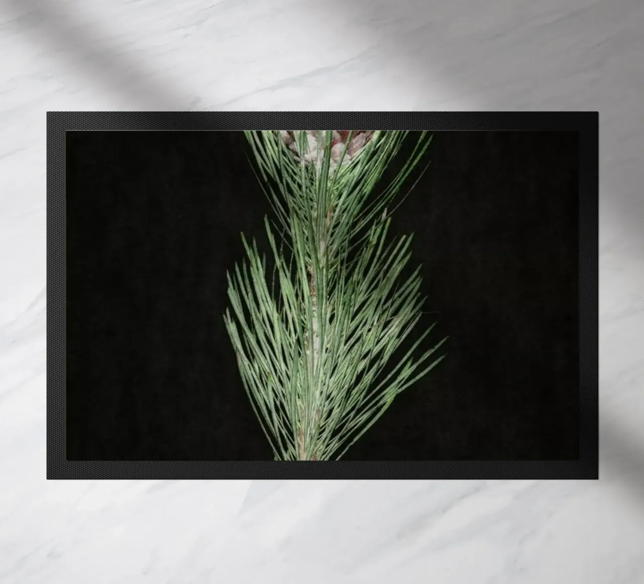 Fynbos Protea zerbino da Shot By Clint