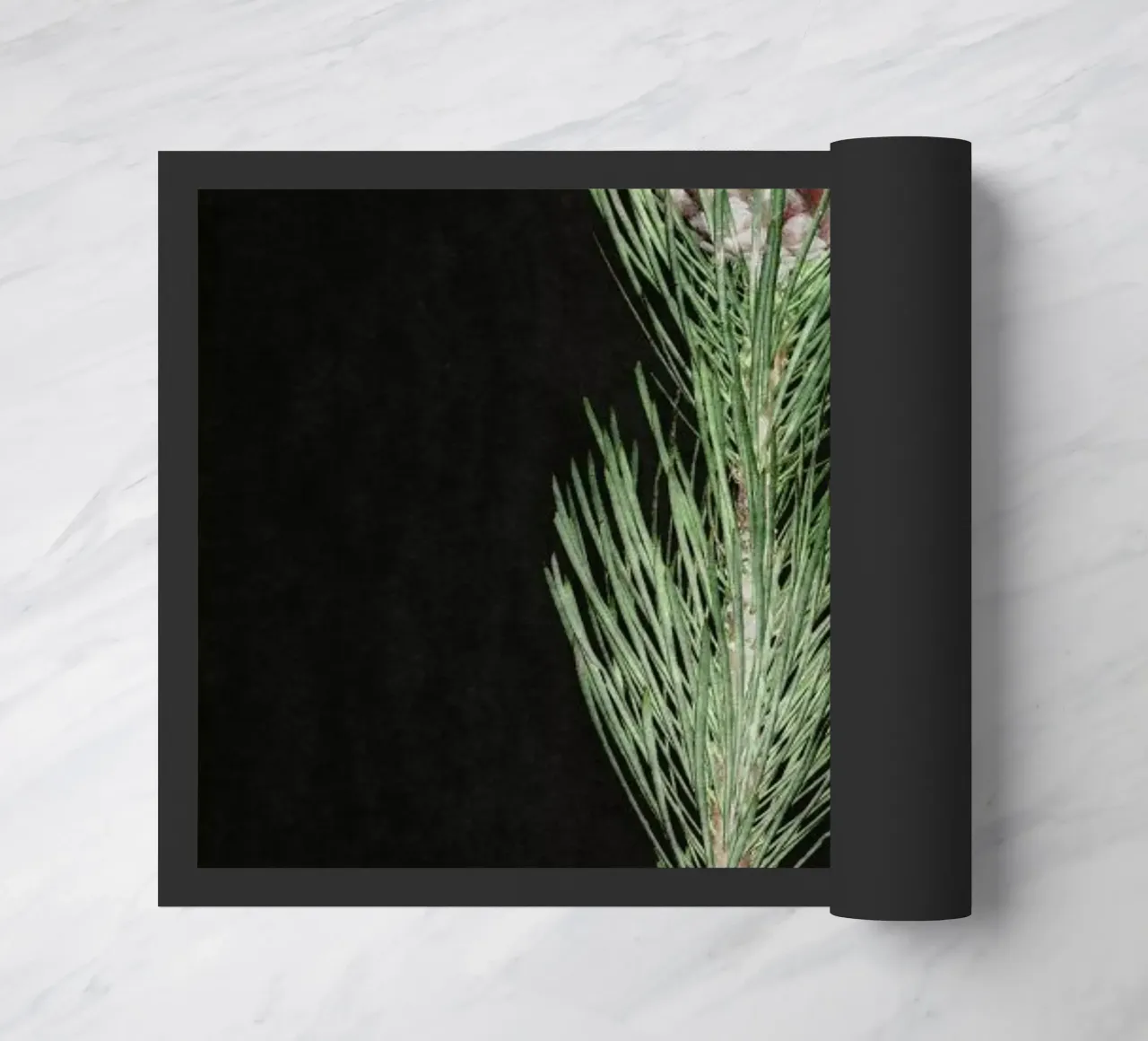 Fynbos Protea zerbino da Shot By Clint