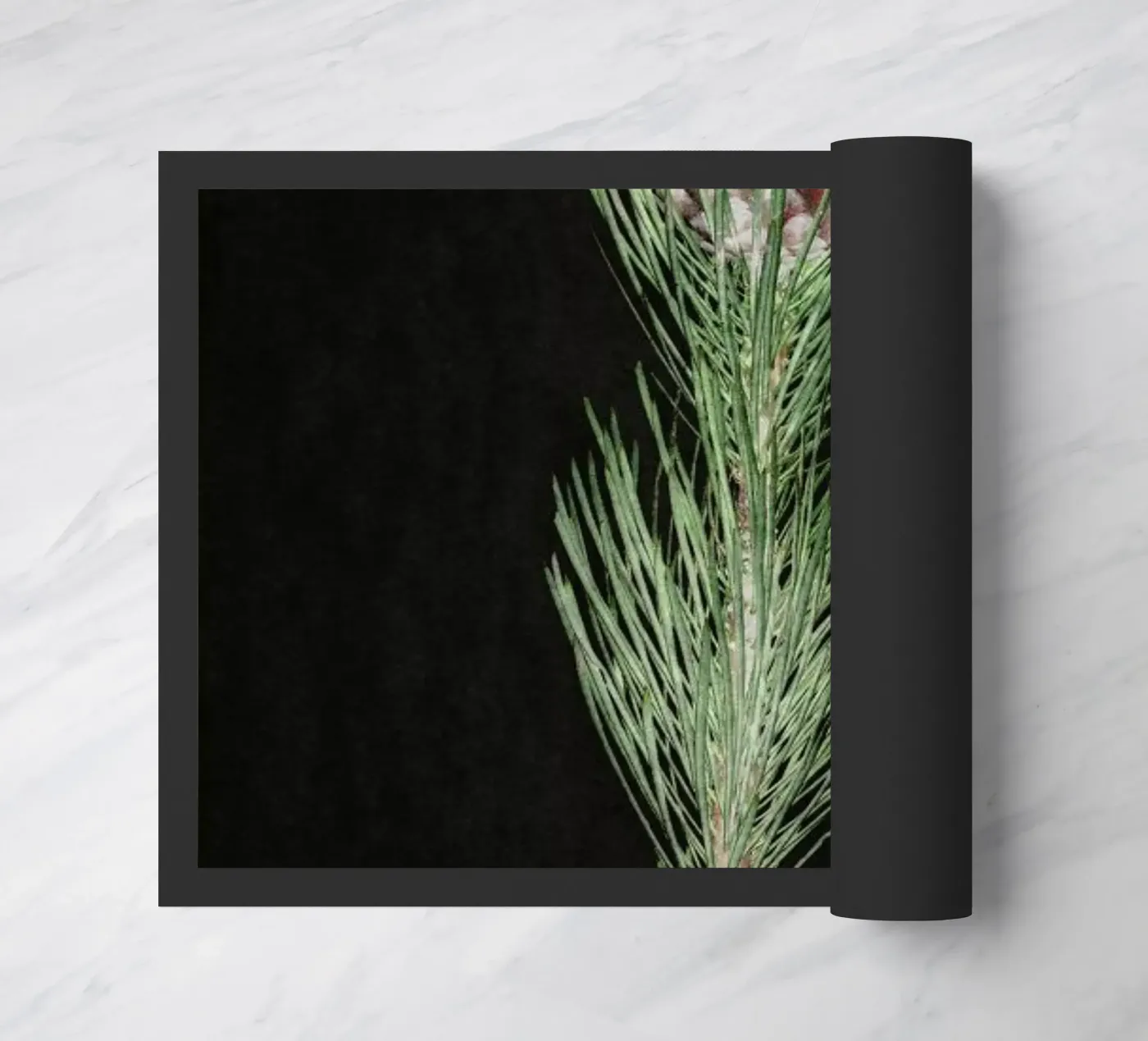 Fynbos Protea zerbino da Shot By Clint